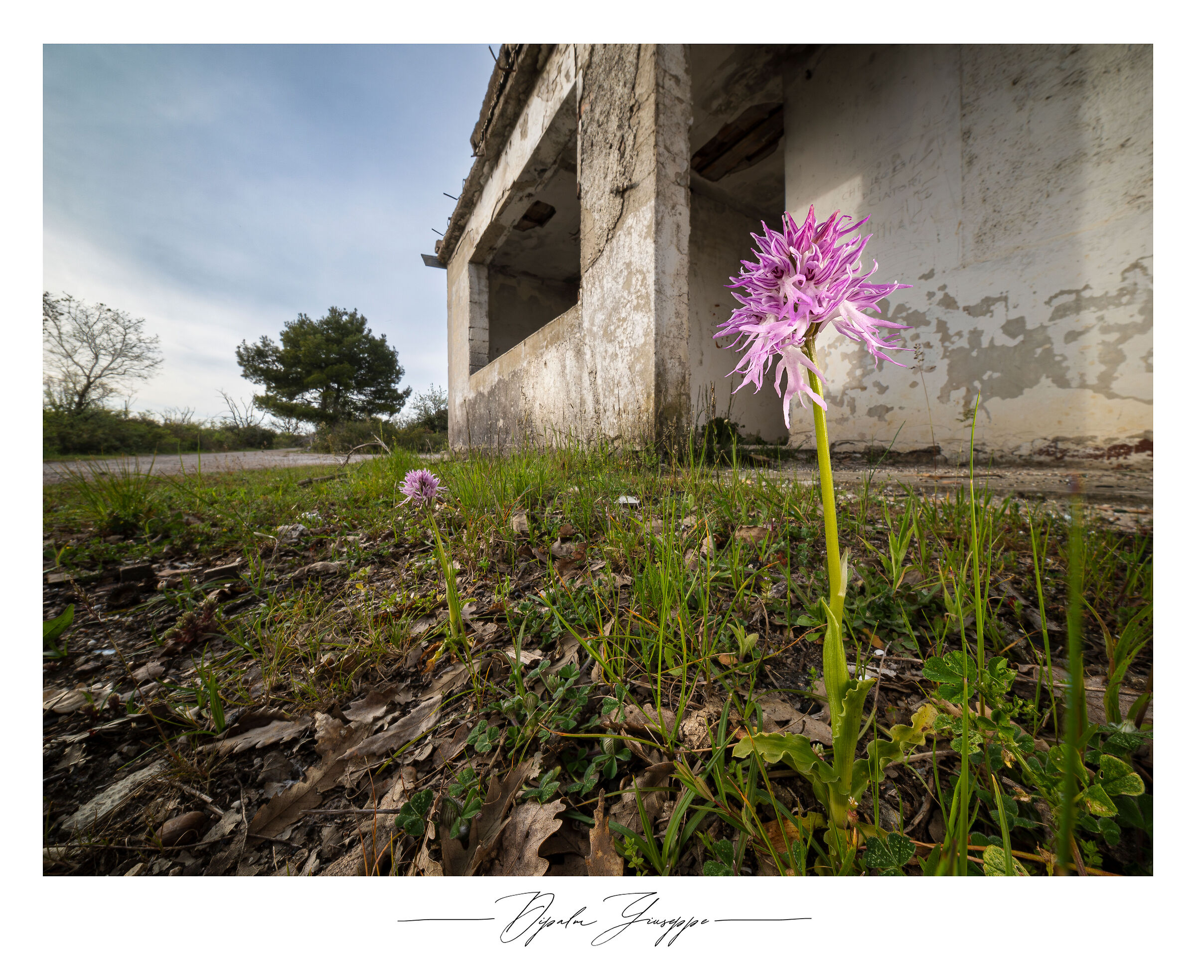 Orchis italica