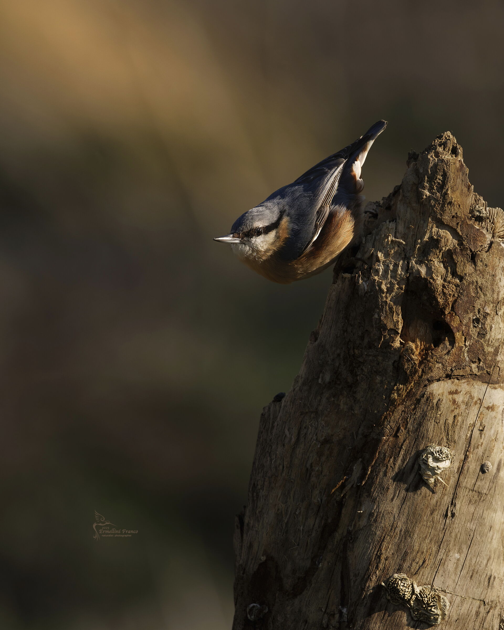 Wood nuthatch