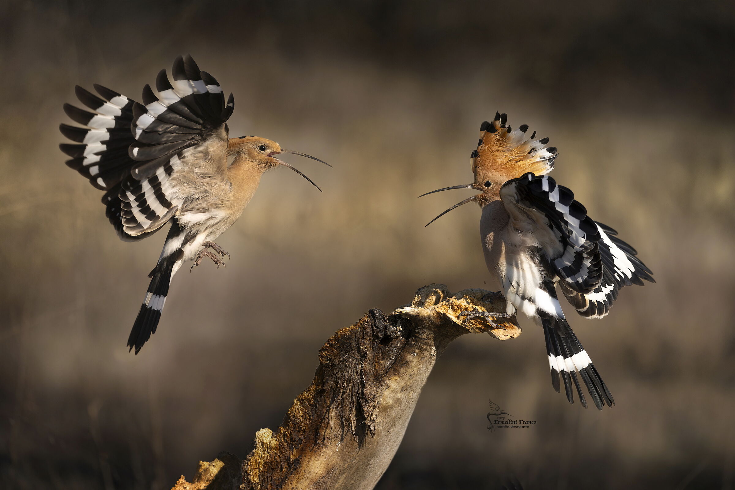 Hoopoes