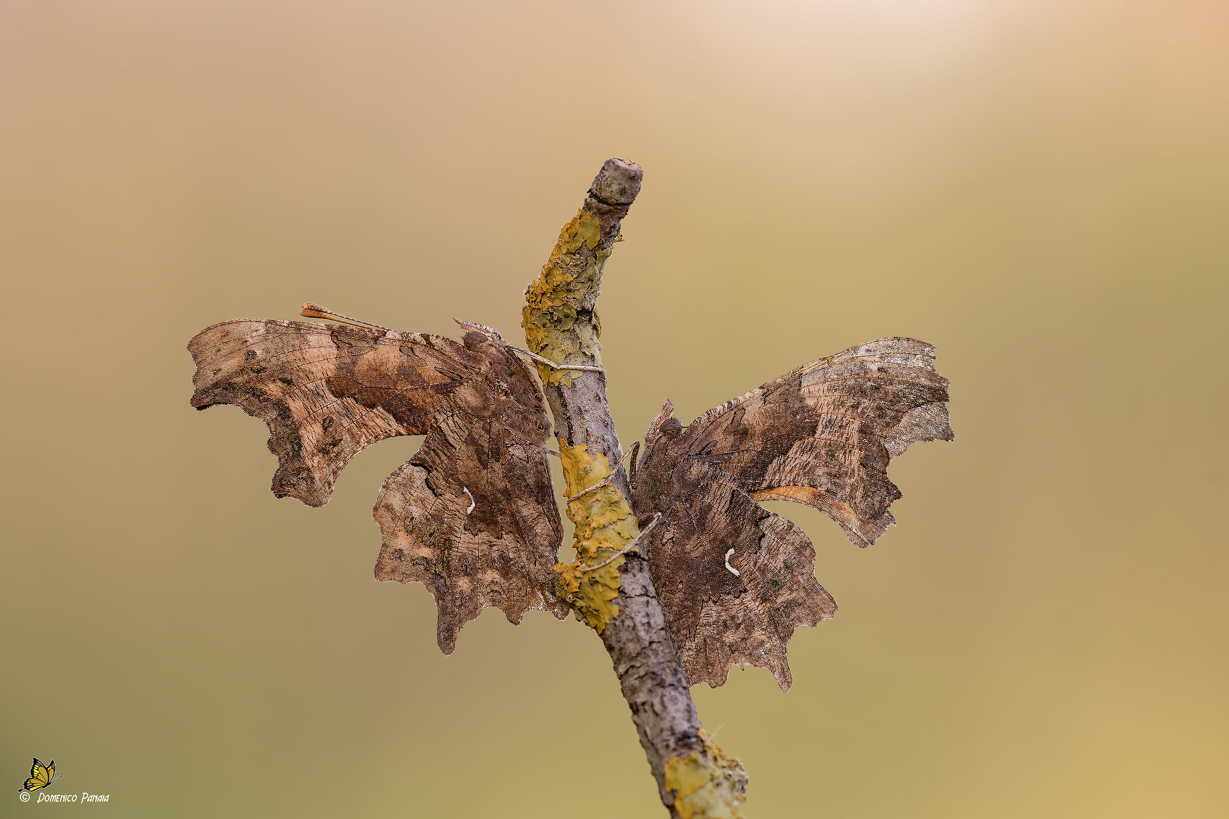polygonia c-album