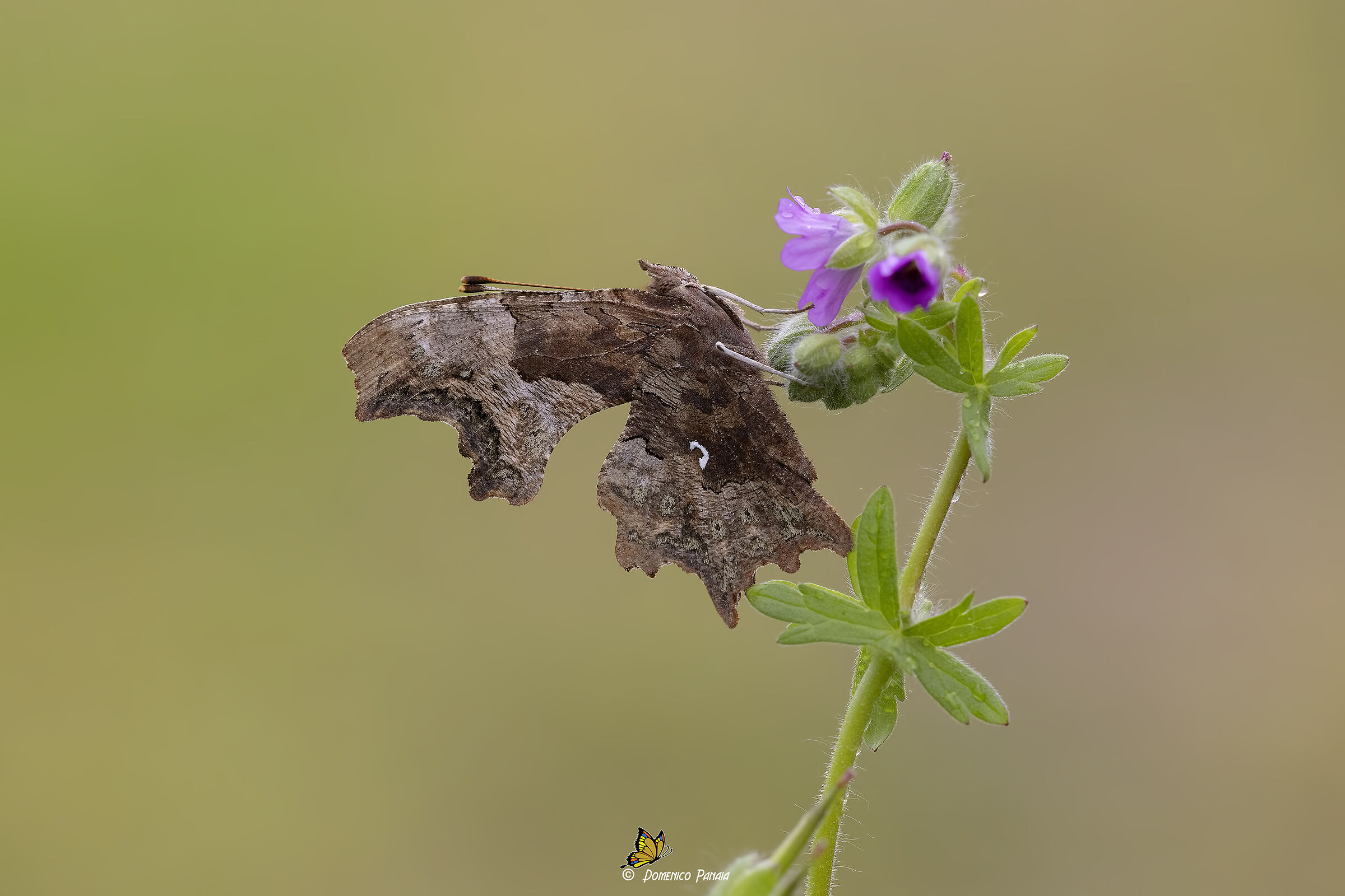 polygonia c-album