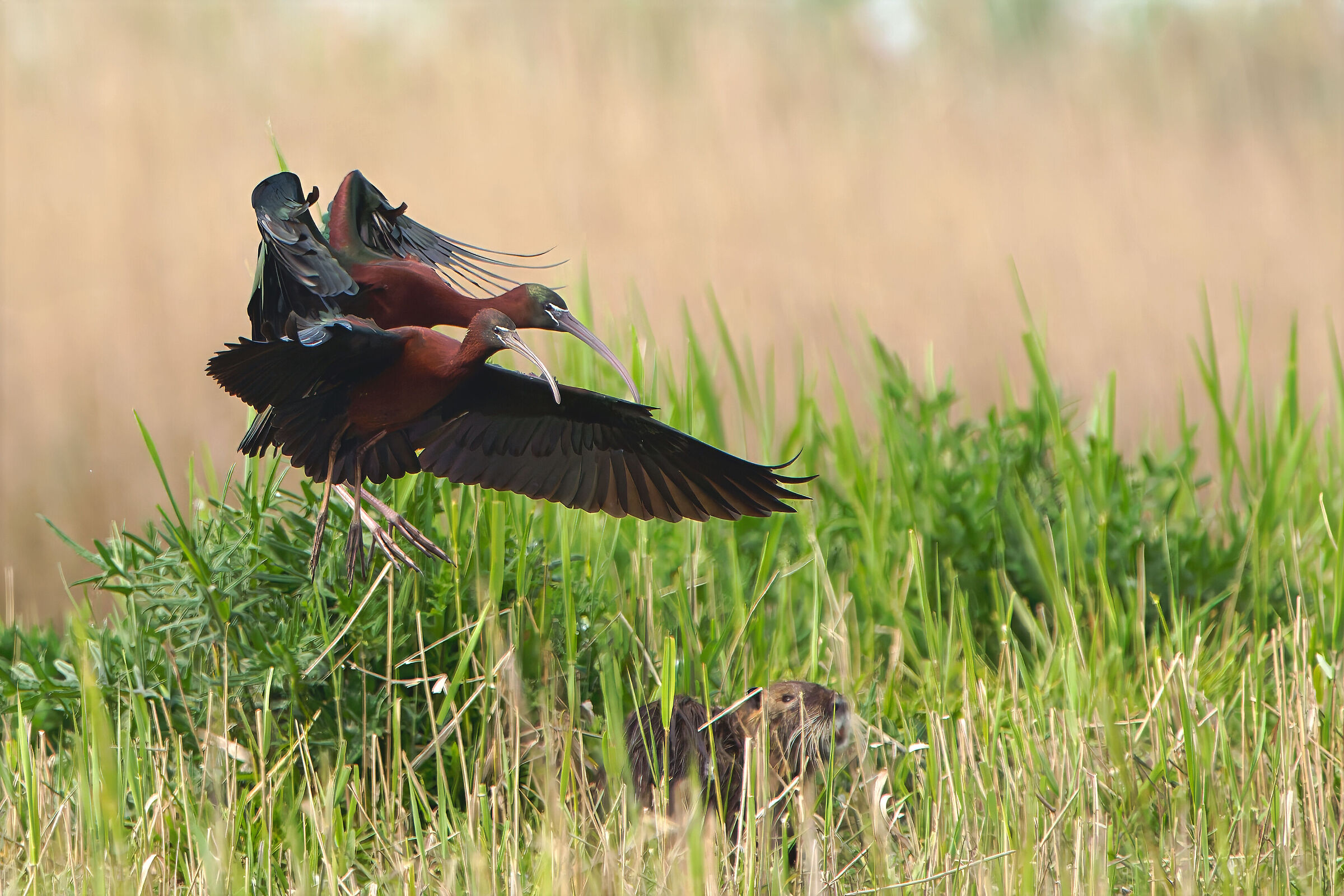 Glossy ibis landing... But the track is not free