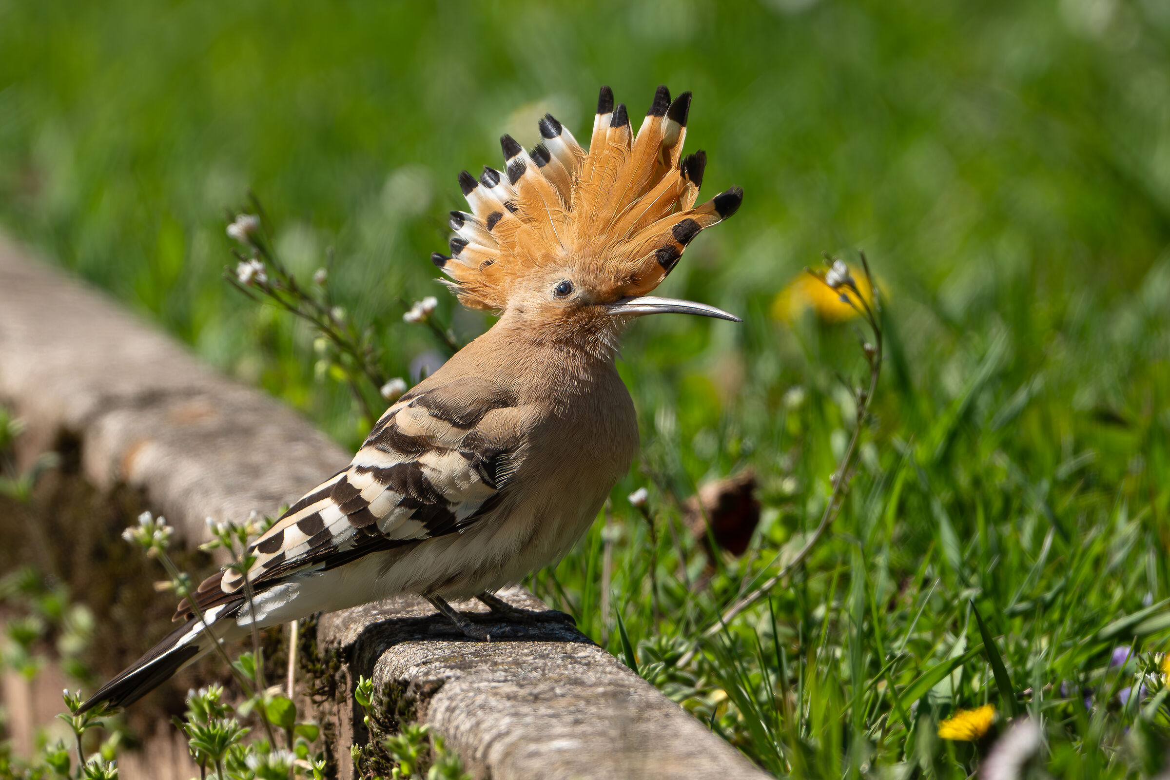 Hoopoe