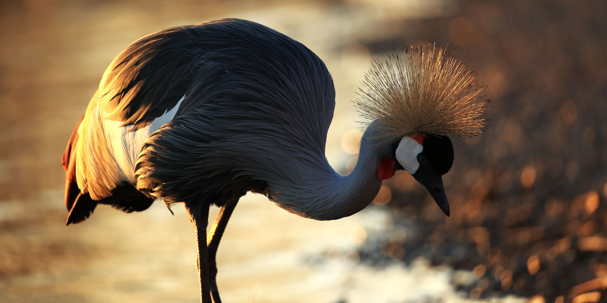 gru coronata