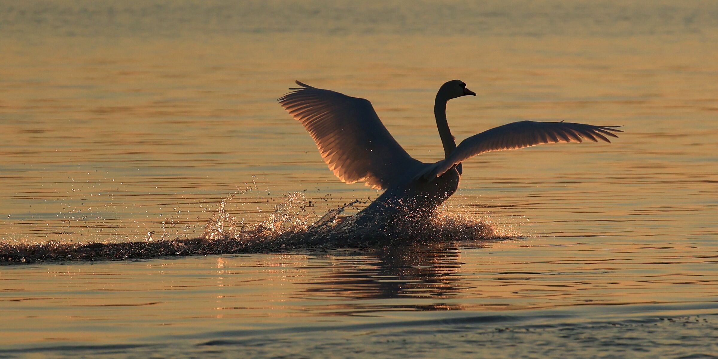cigno in ammaraggio....