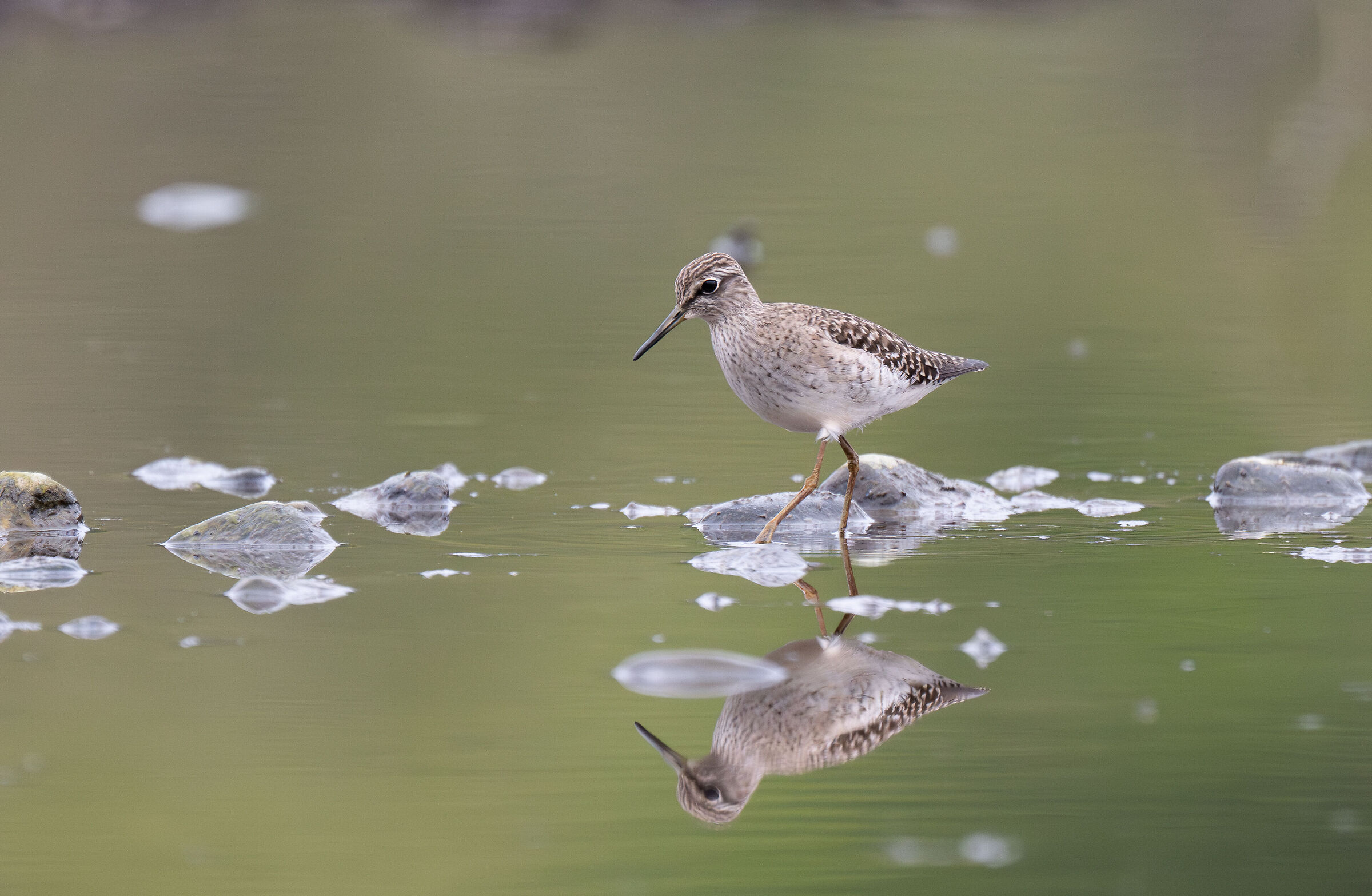 Wood Sandpiper