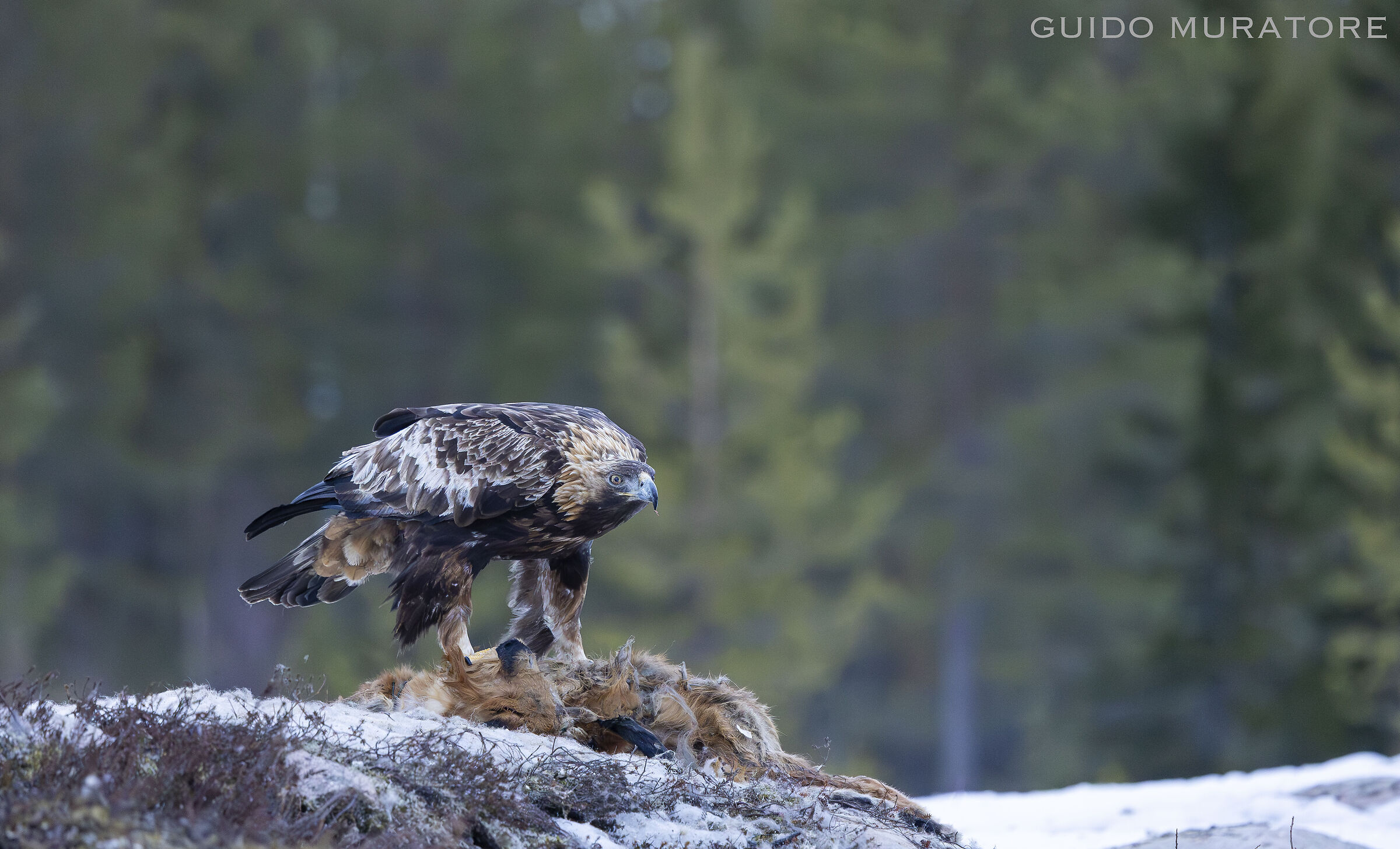 Golden Eagle