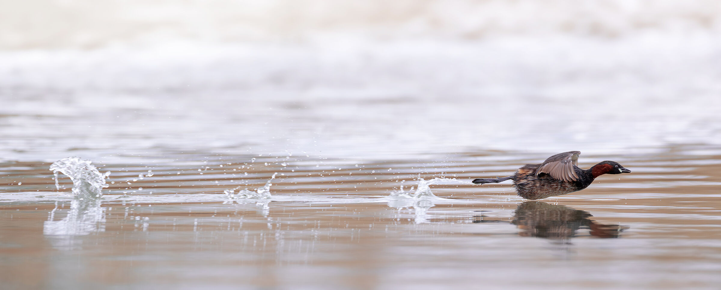 The rebound of the little grebe