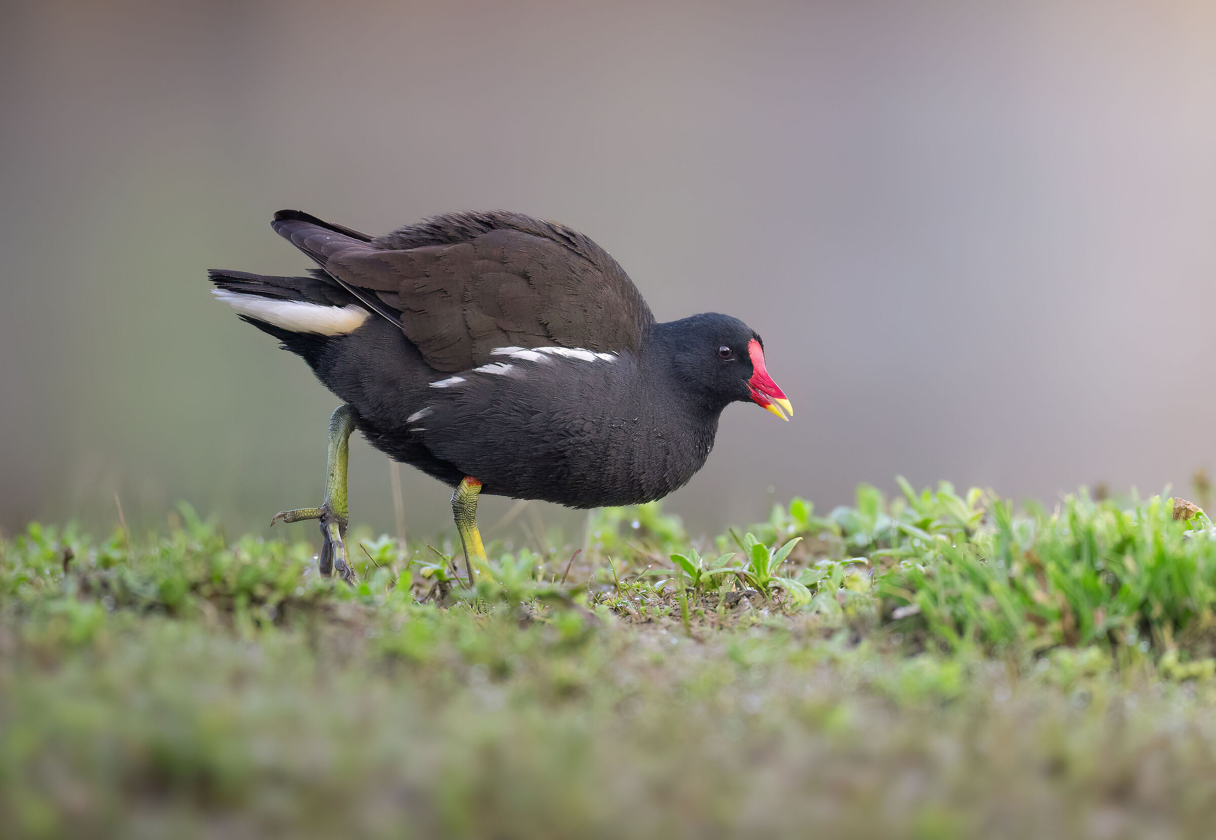Smiling Gallinella