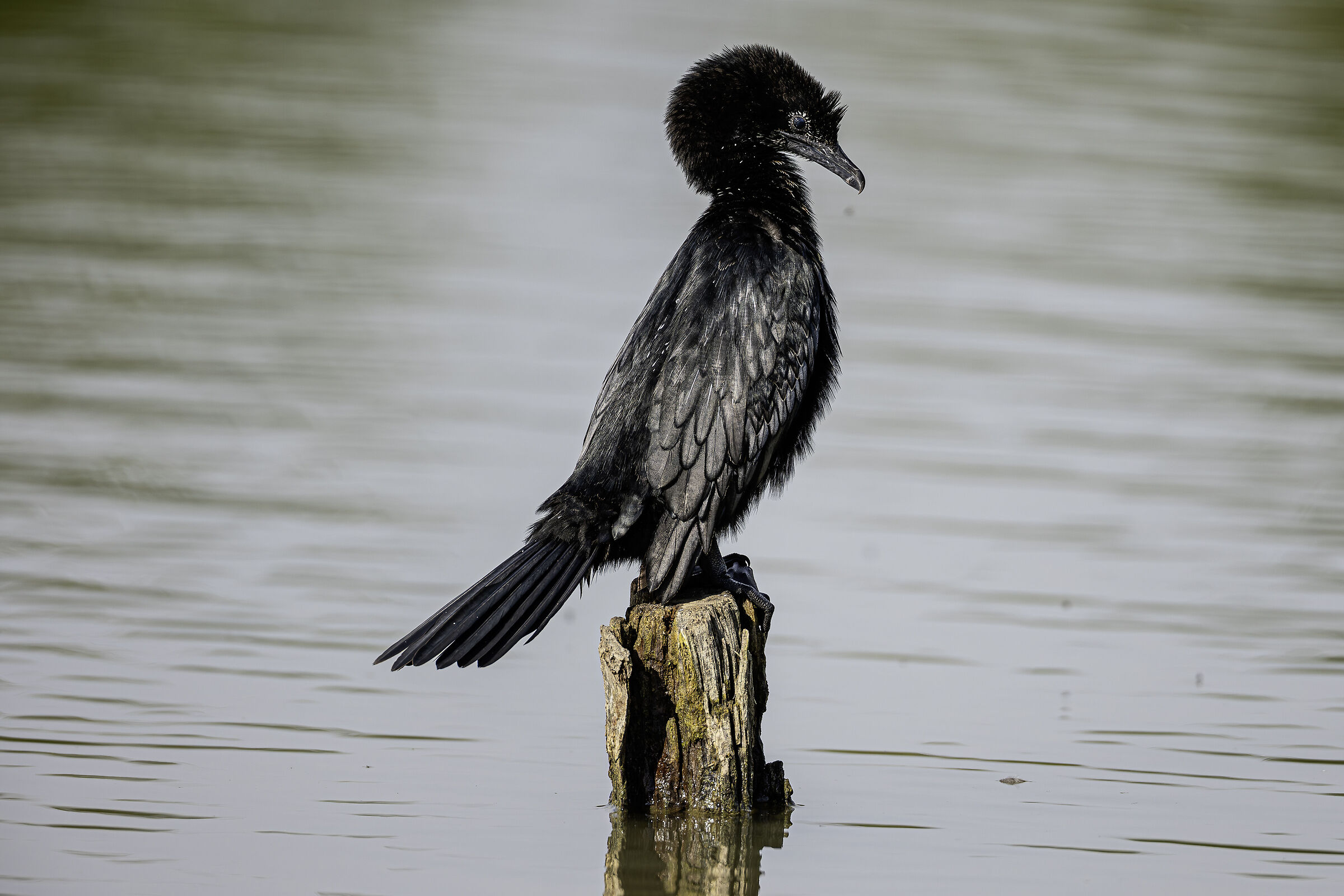Cormorant