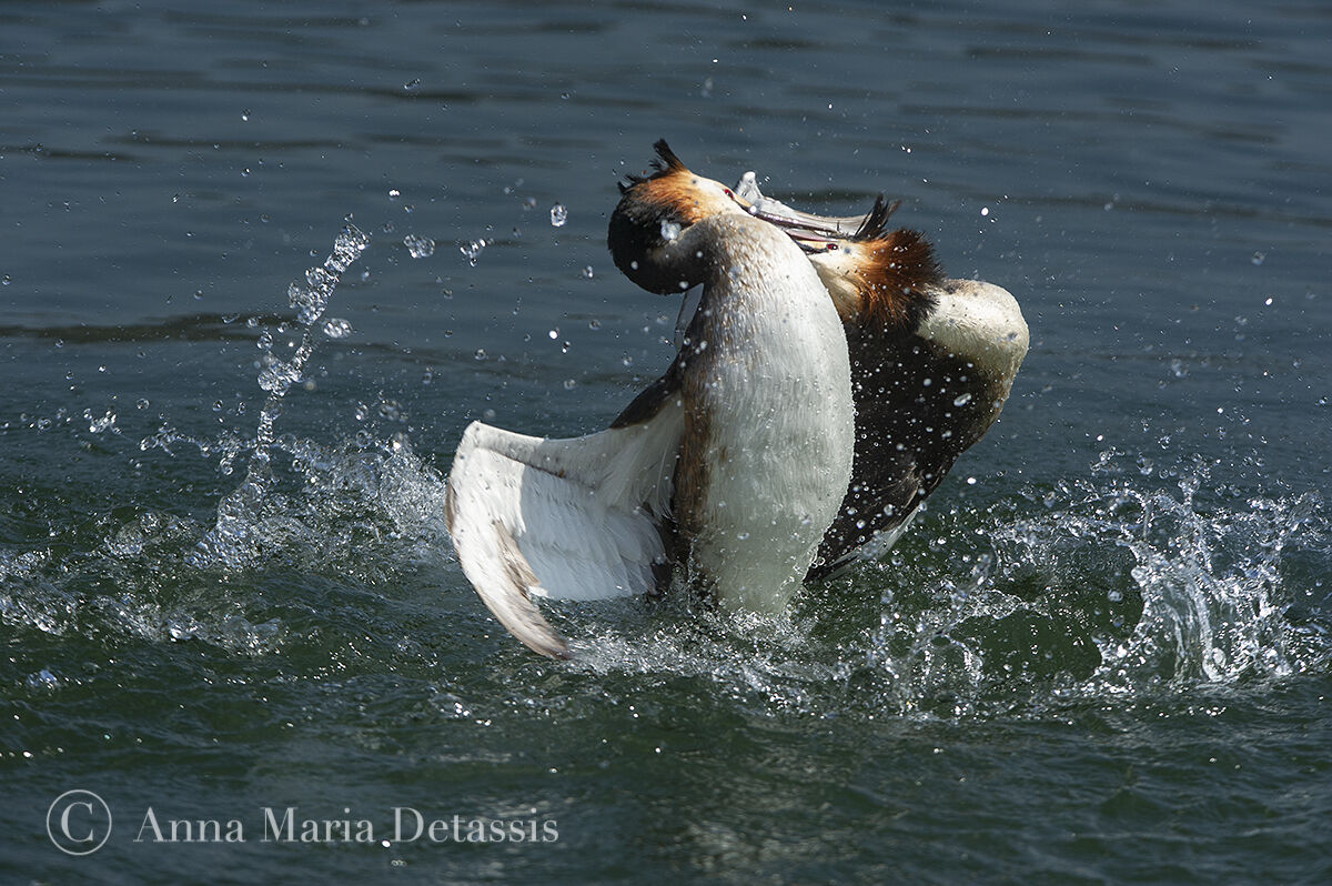 Great Crested Grebe (Podiceps cristatus)