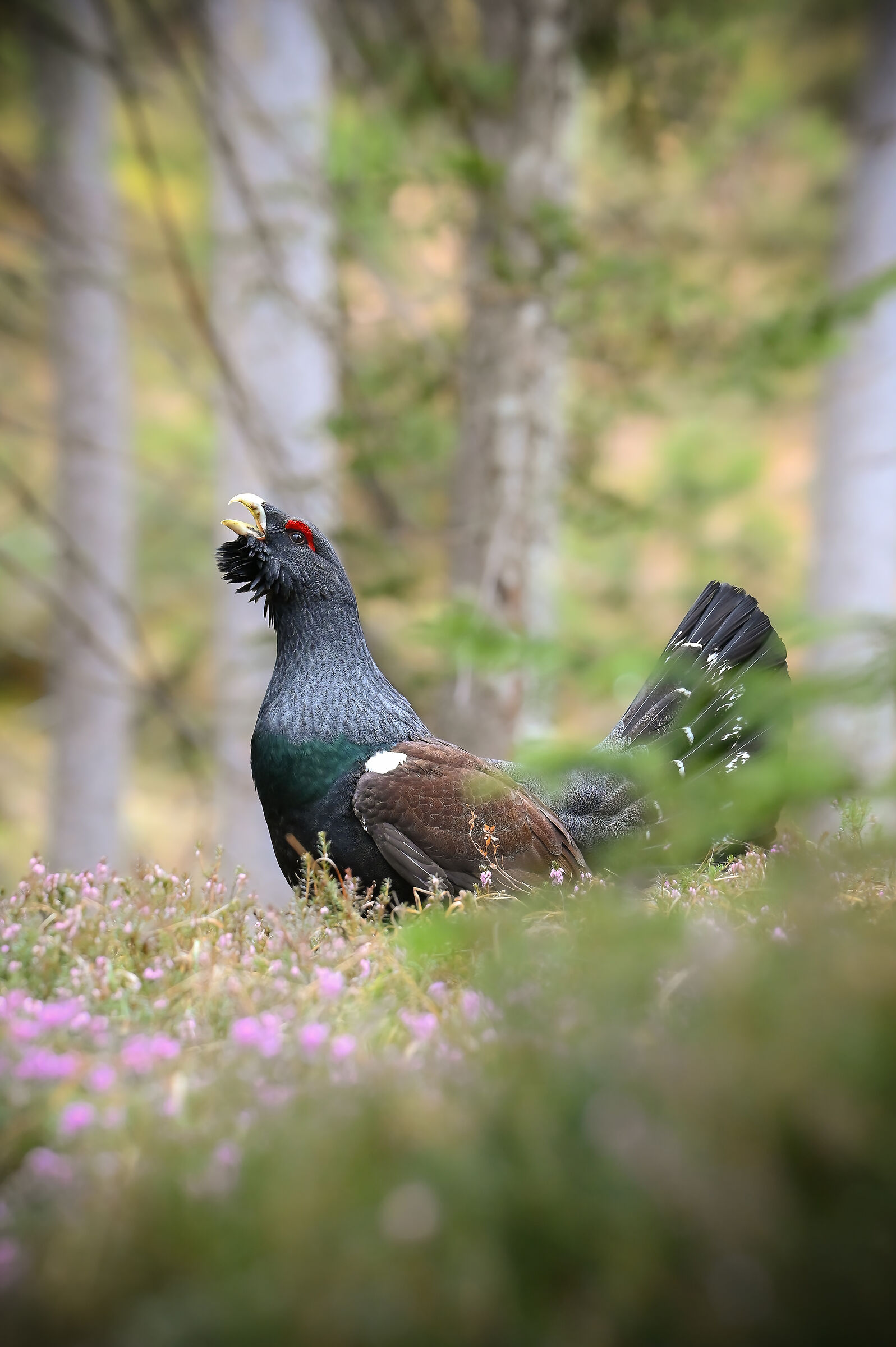 Grouse
