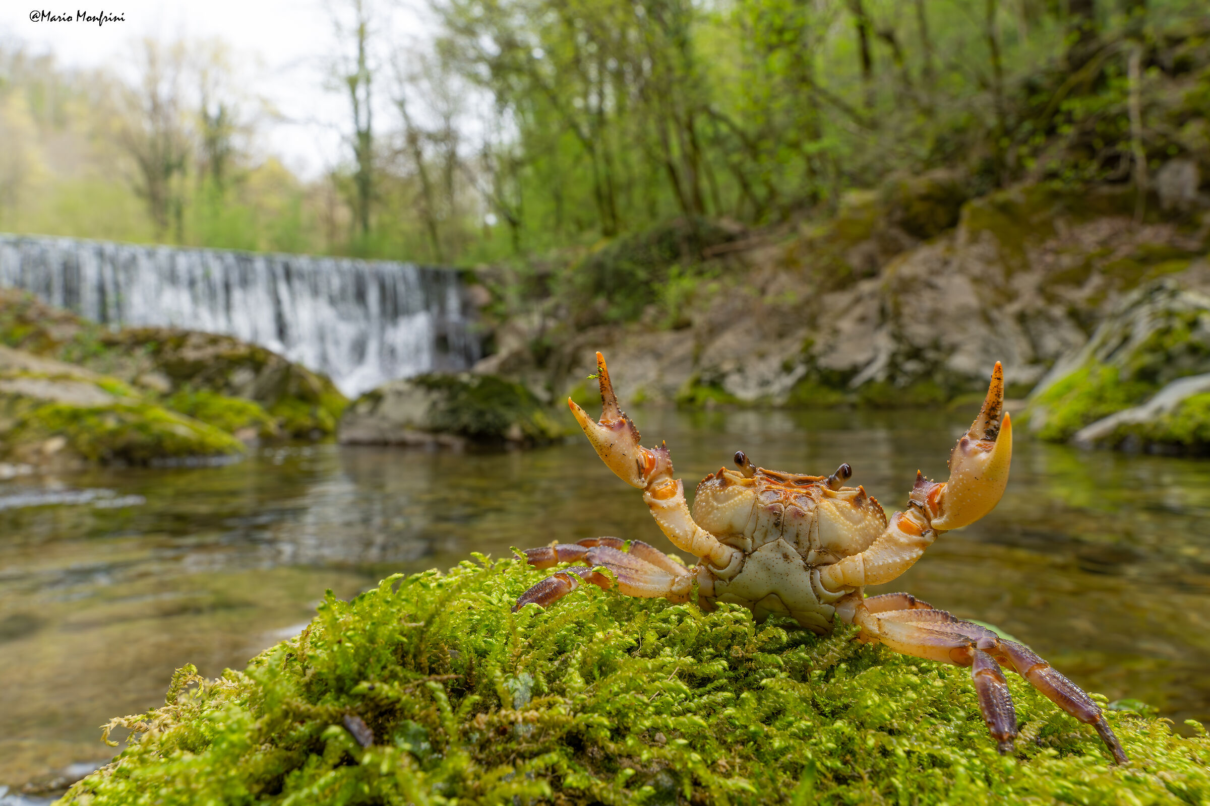 Il guardiano del torrente