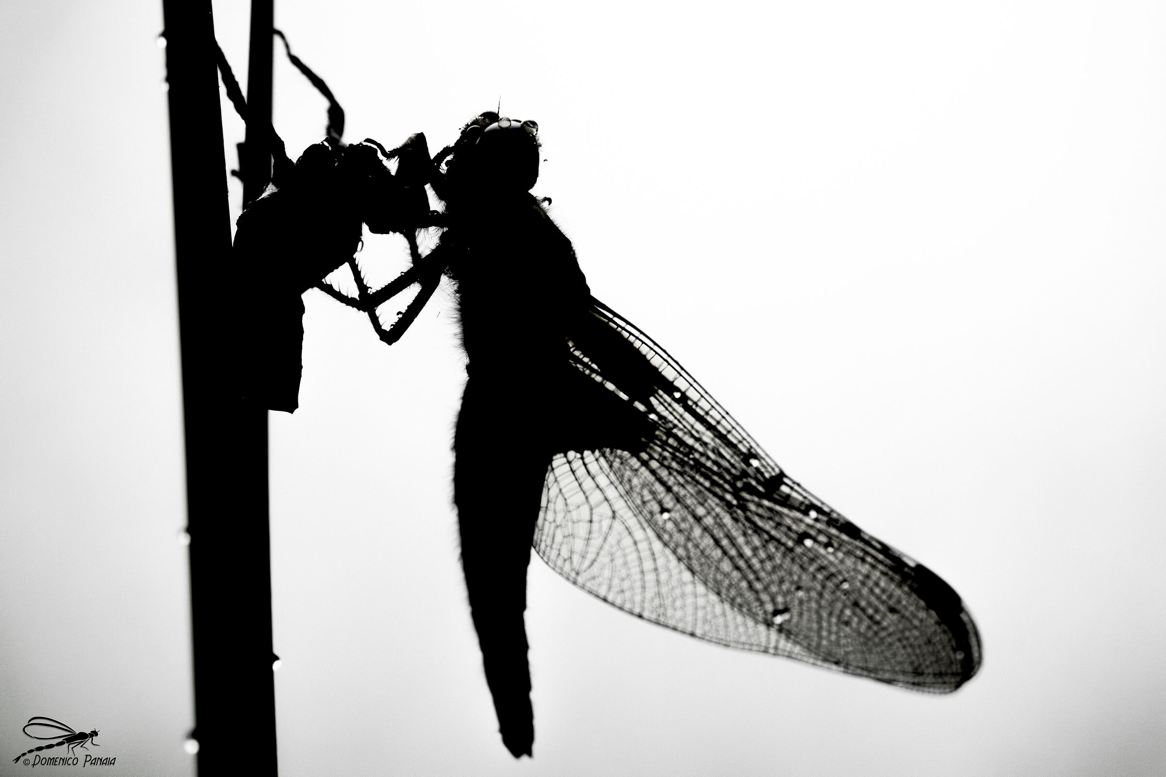 libellula depressa