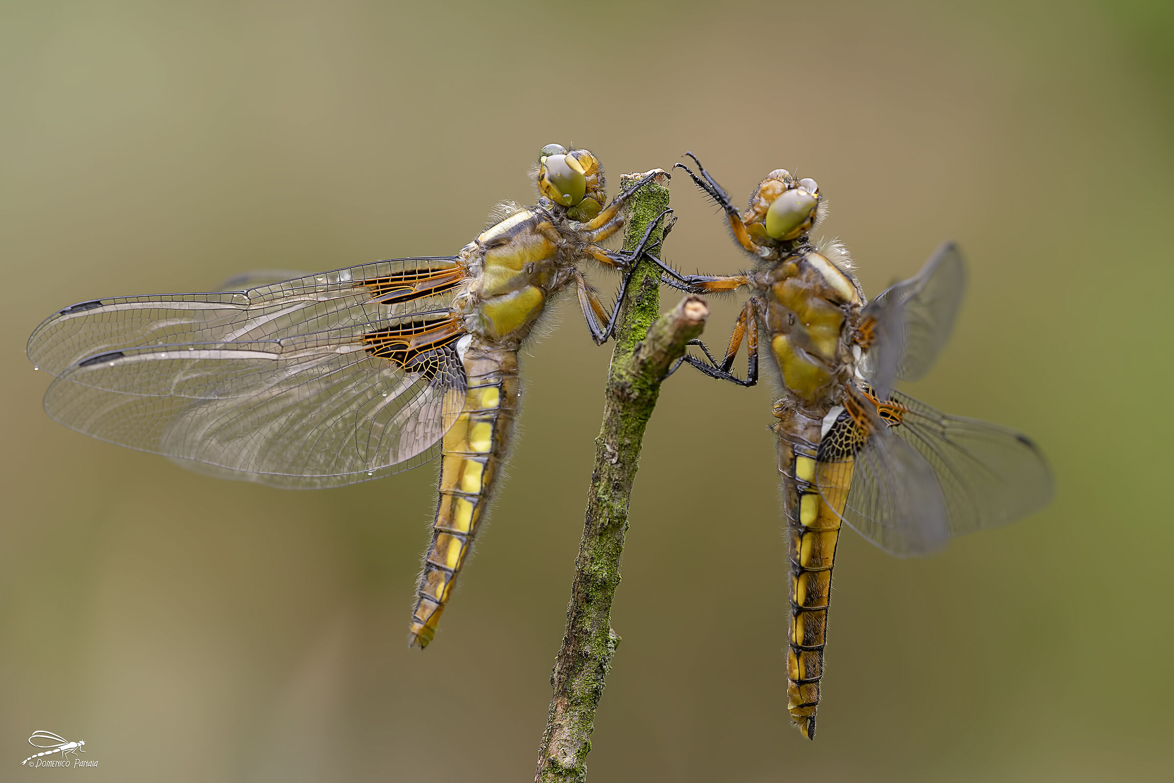 libellula depressa