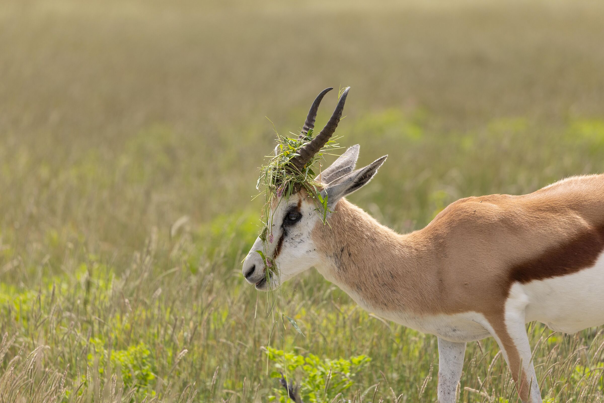 Etosha's Hairdresser