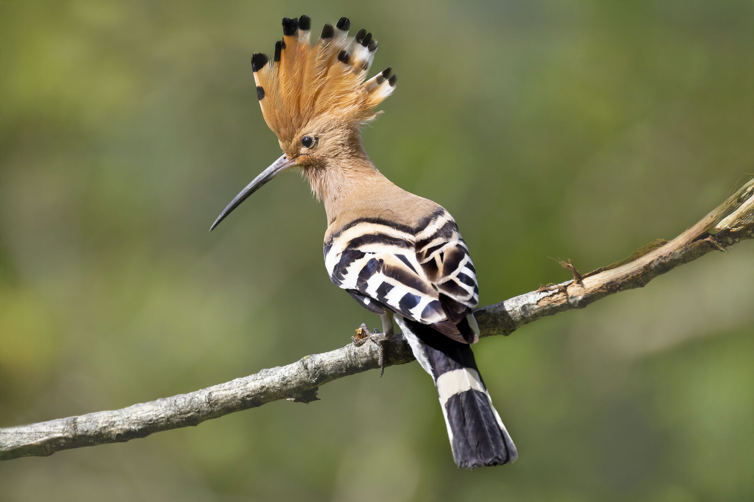 upupa
