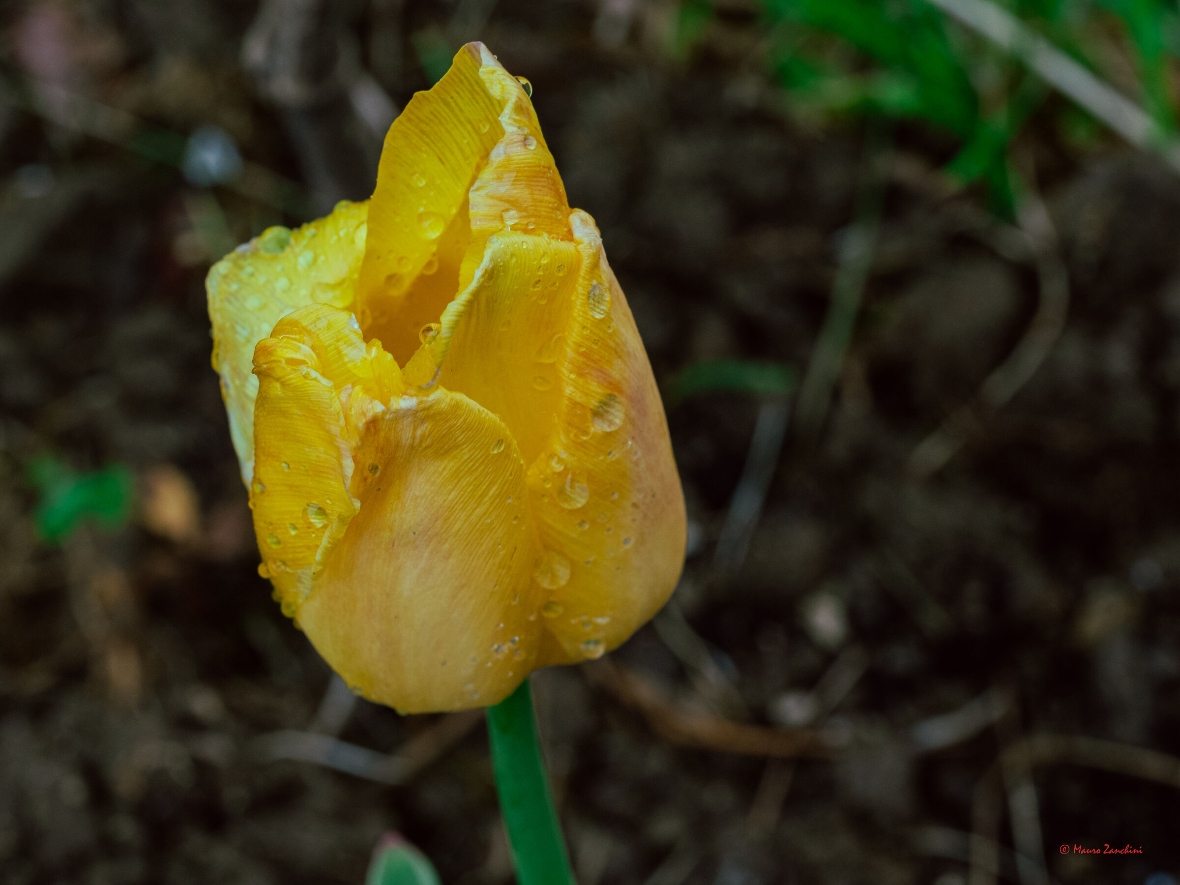 Yellow Tulip
