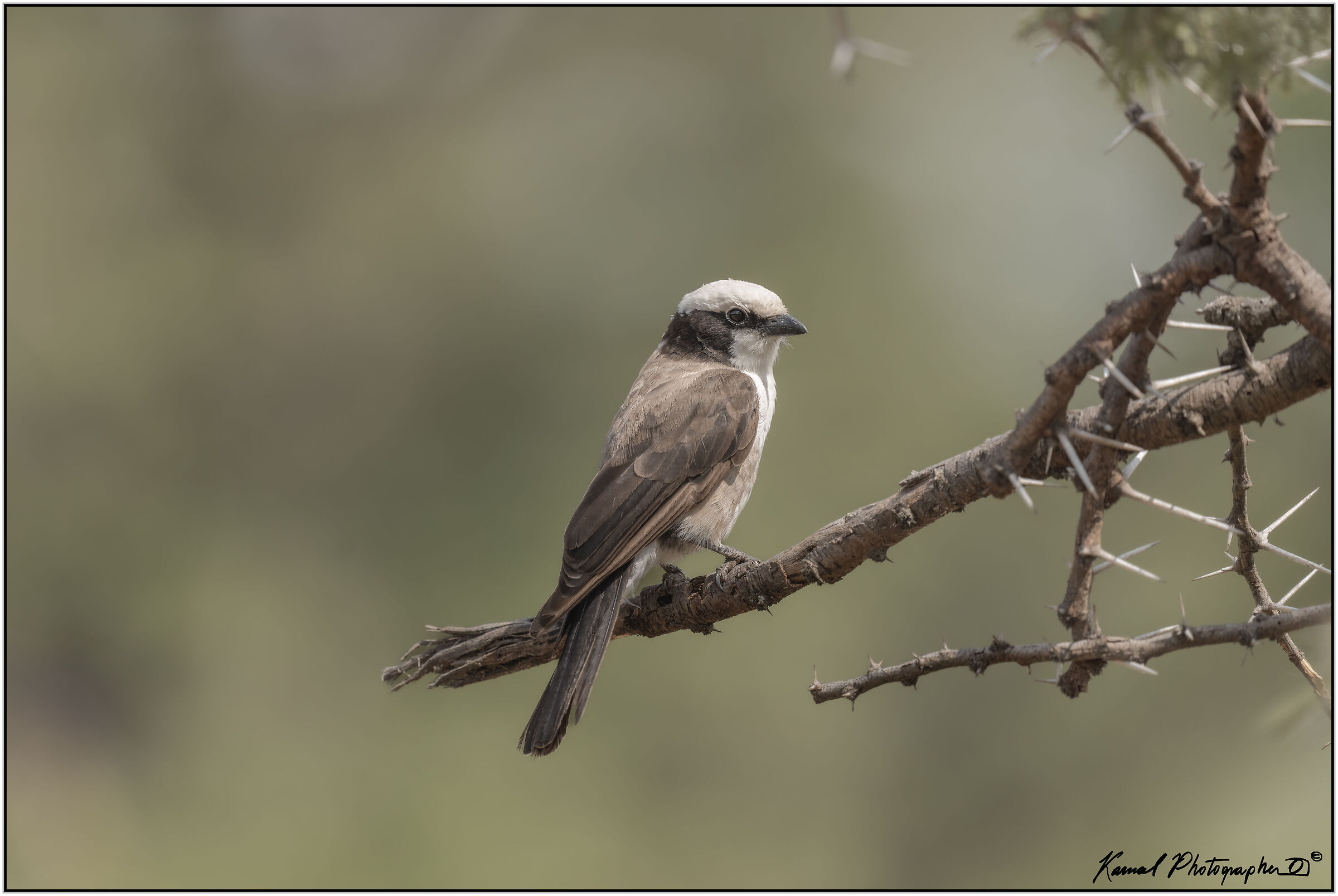 White-headed Shrike (Eurocephalus anguitimens)