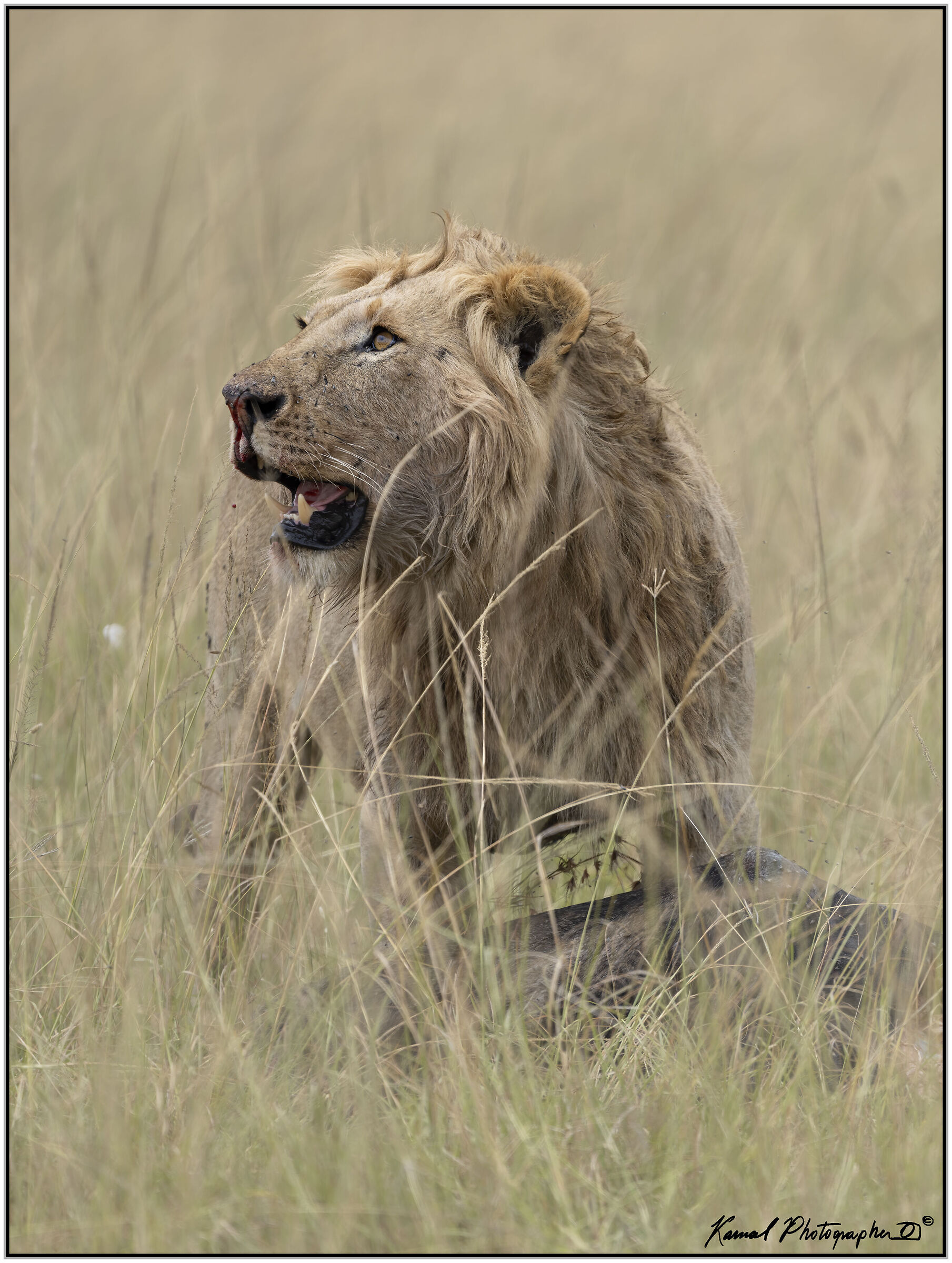 Panthera leo