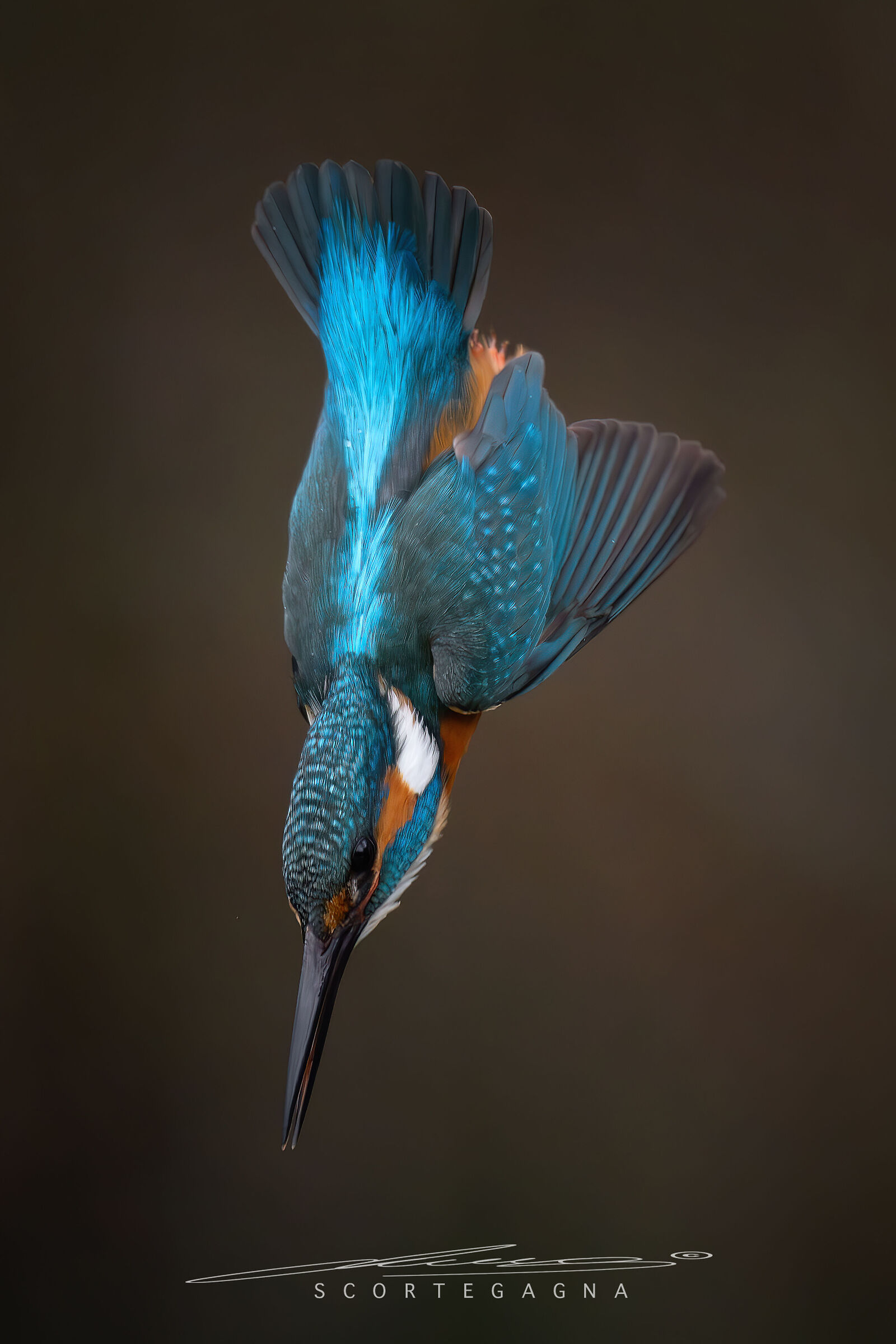Kingfisher