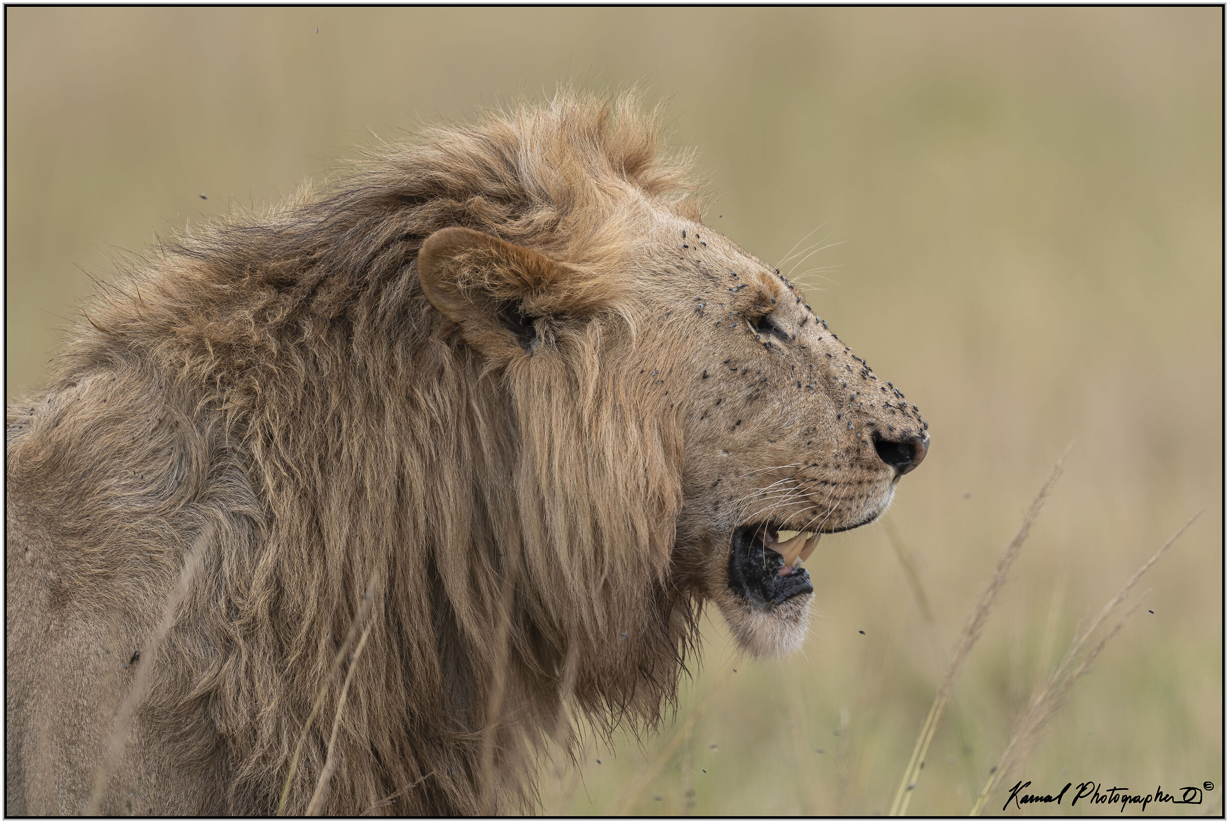 Panthera leo