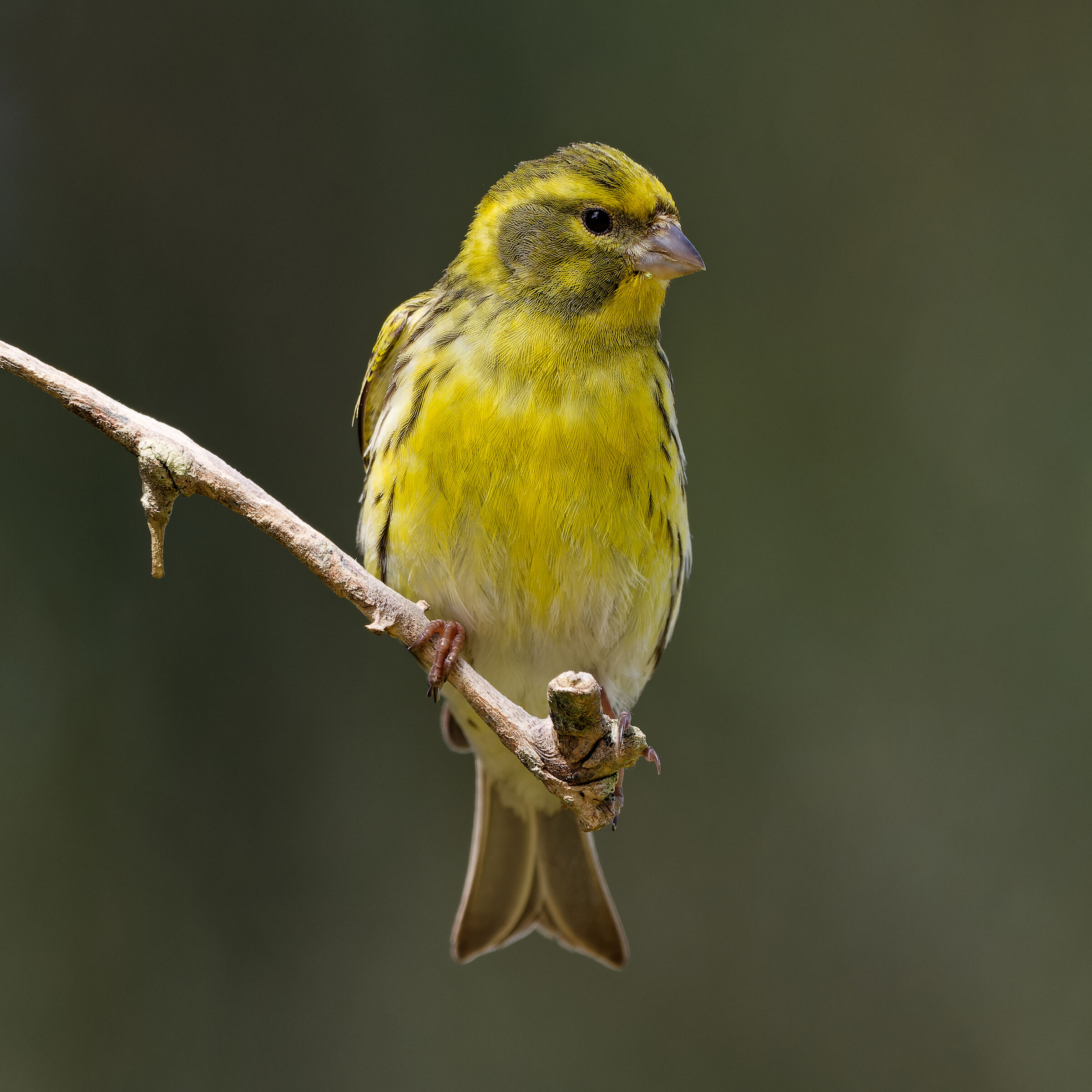 Serin europeo