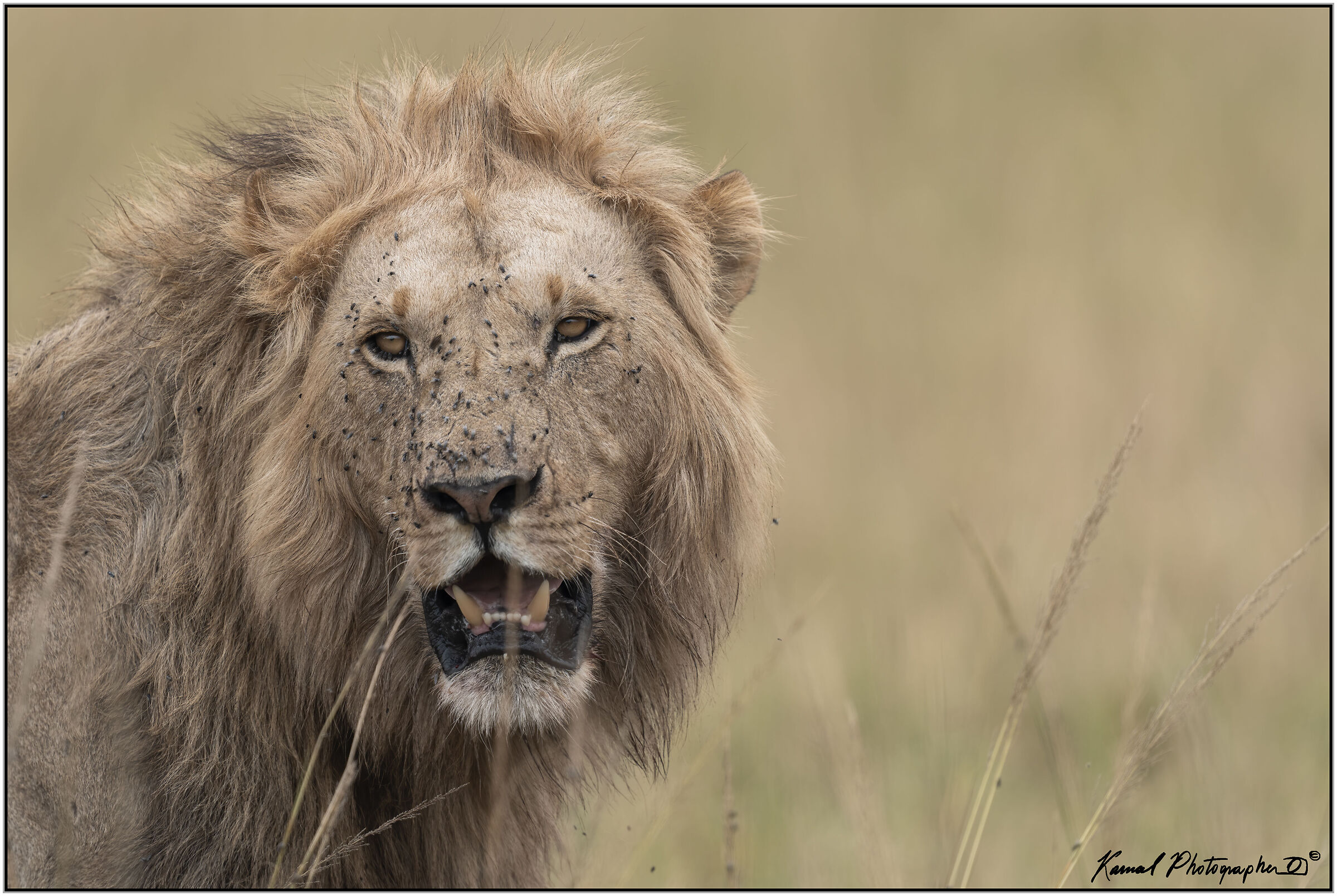 Panthera leo