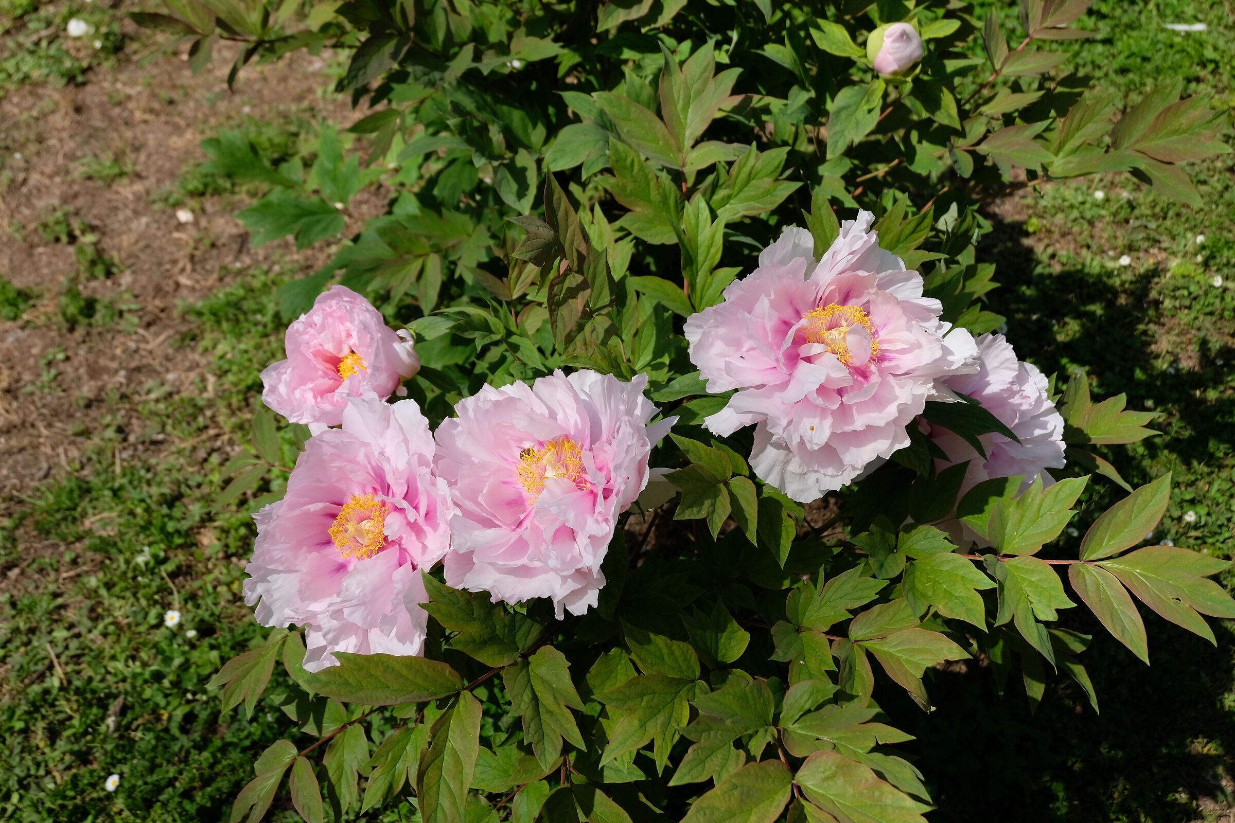 il giardino di Ninfa