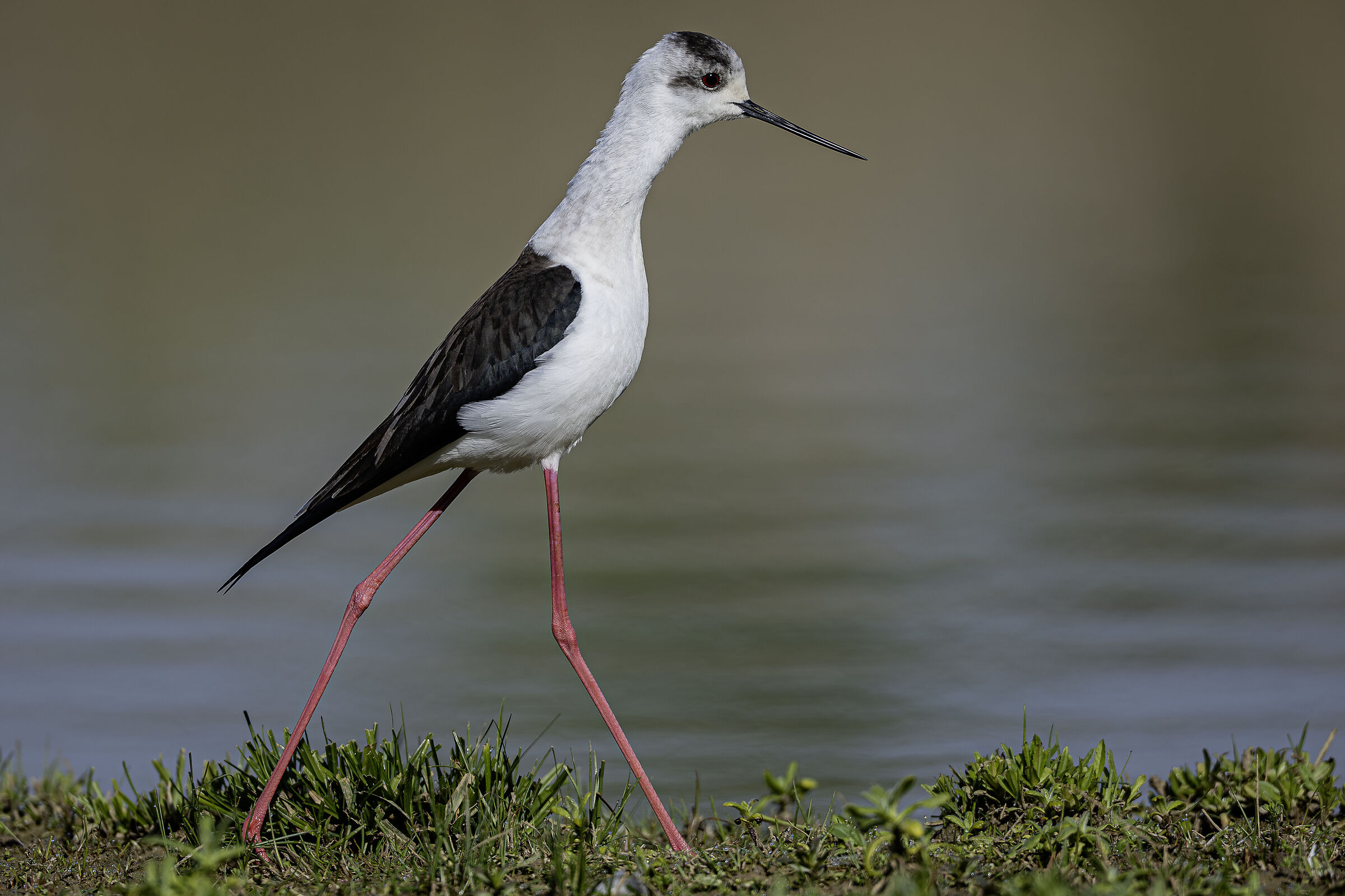 Eleganza
