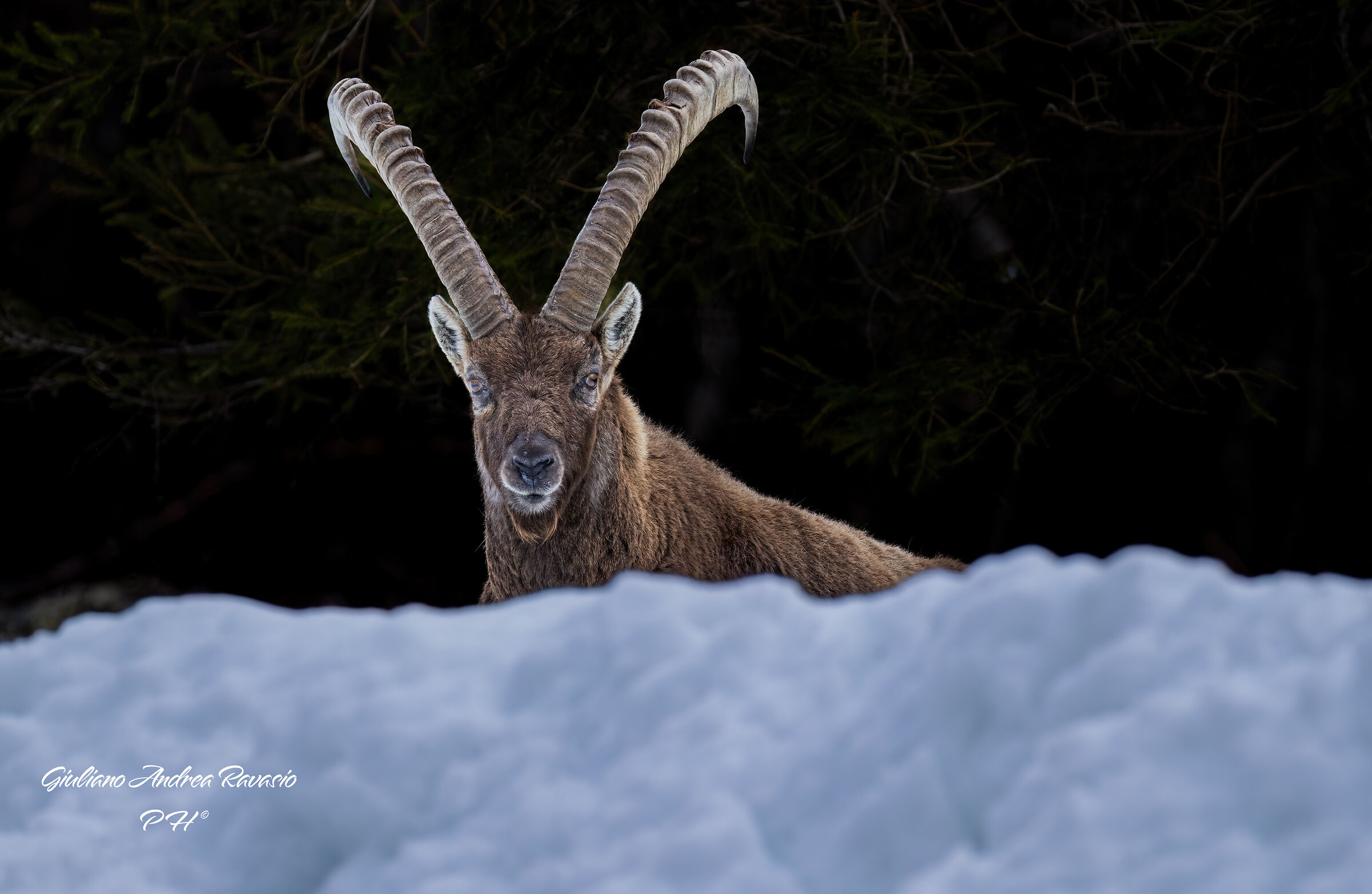 Stambecco quota 2000