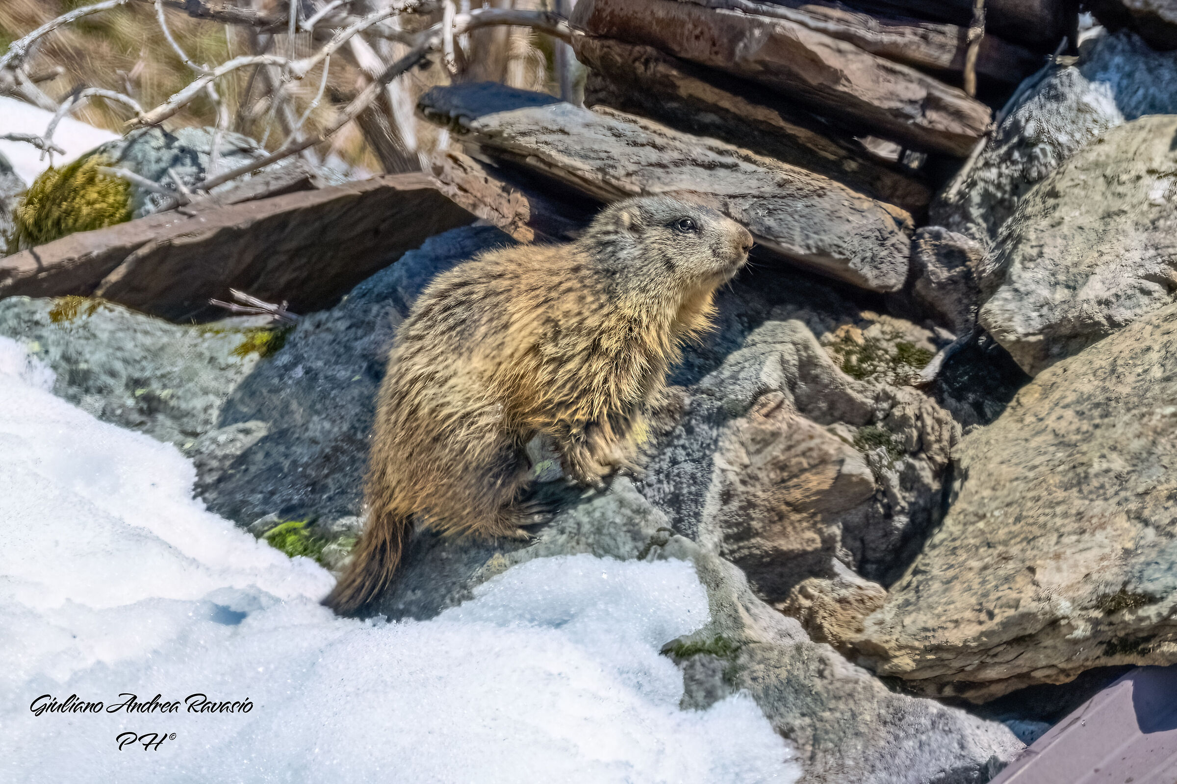 Marmotta al sole di primavera