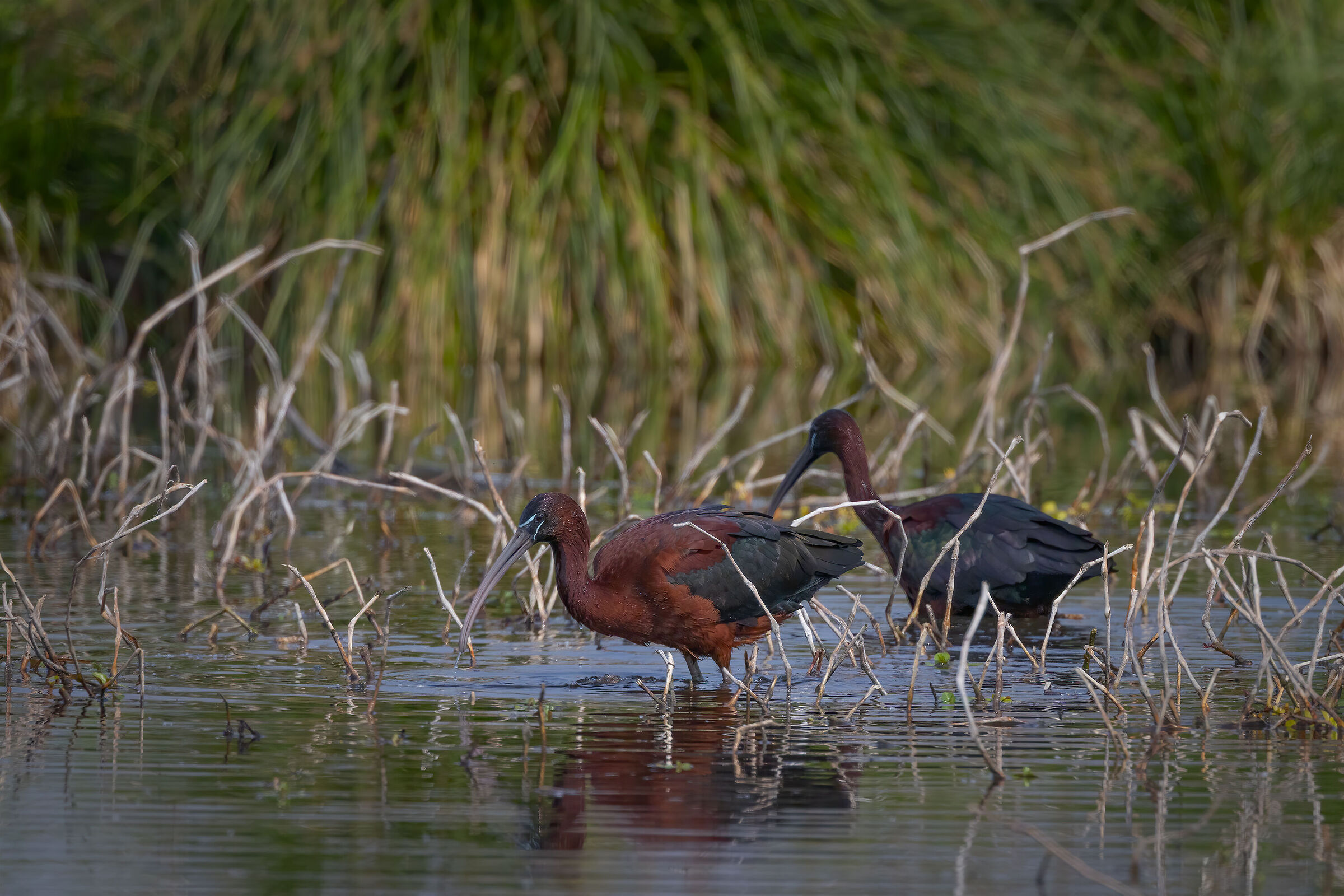 Pair of Glossy Ibis