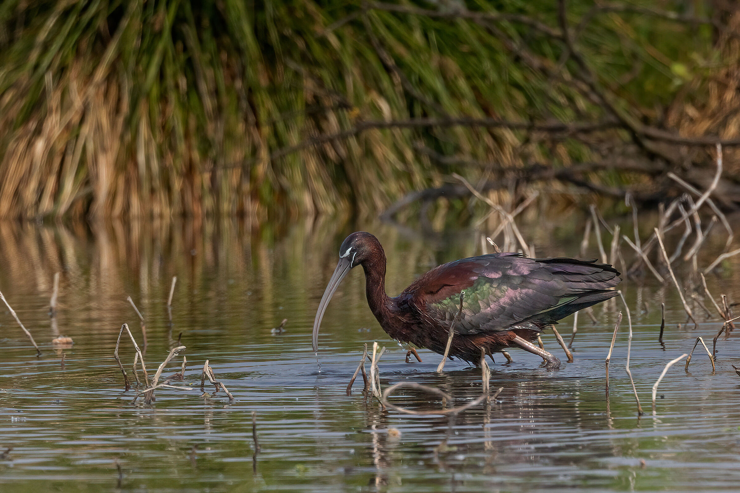 Glossy ibis in an almost exotic setting