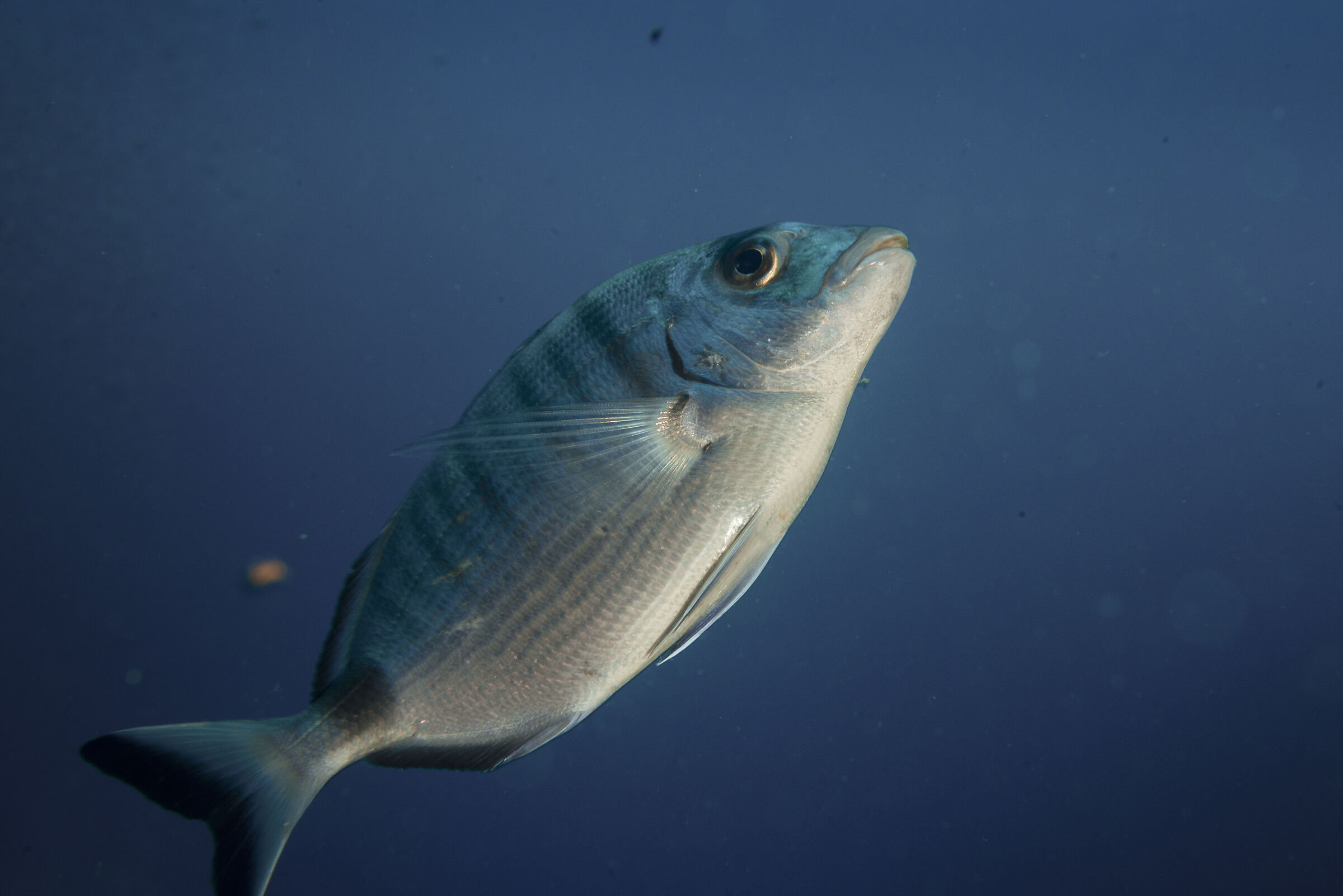 sarago, santa margherita ligure