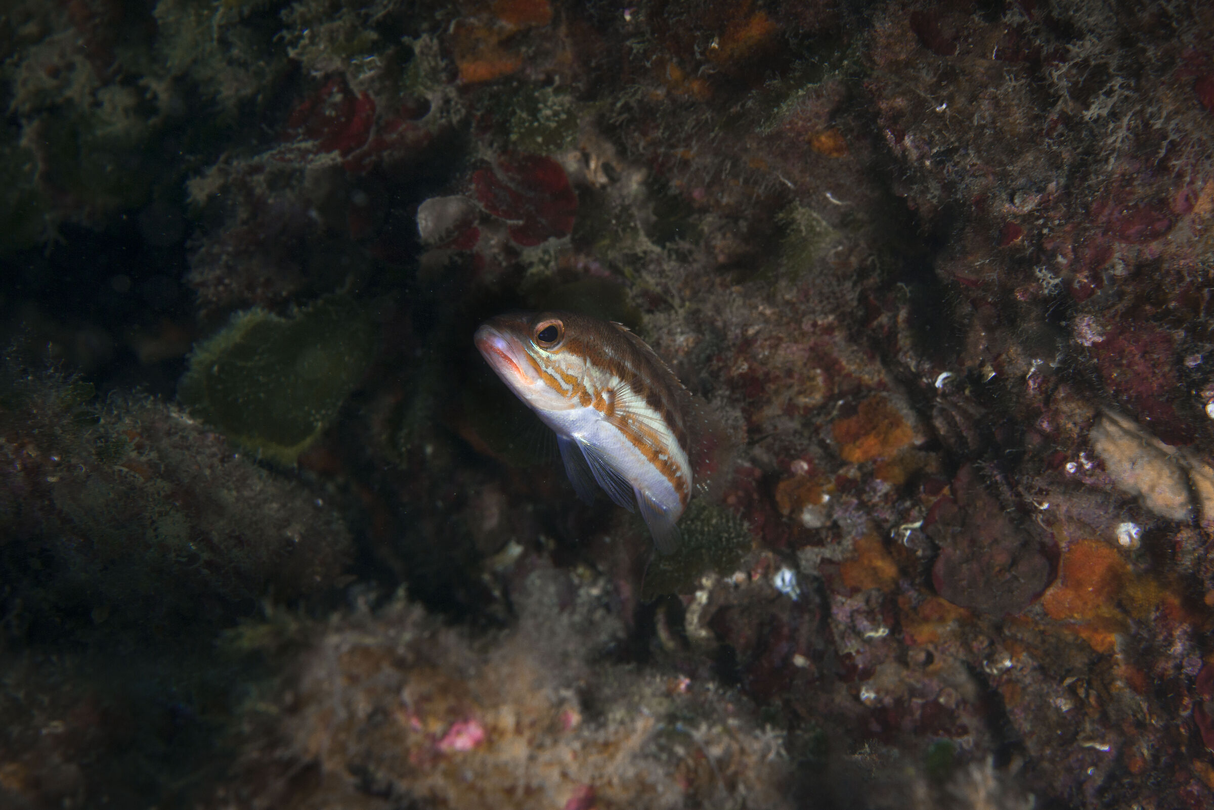 donzella, santa margherita ligure