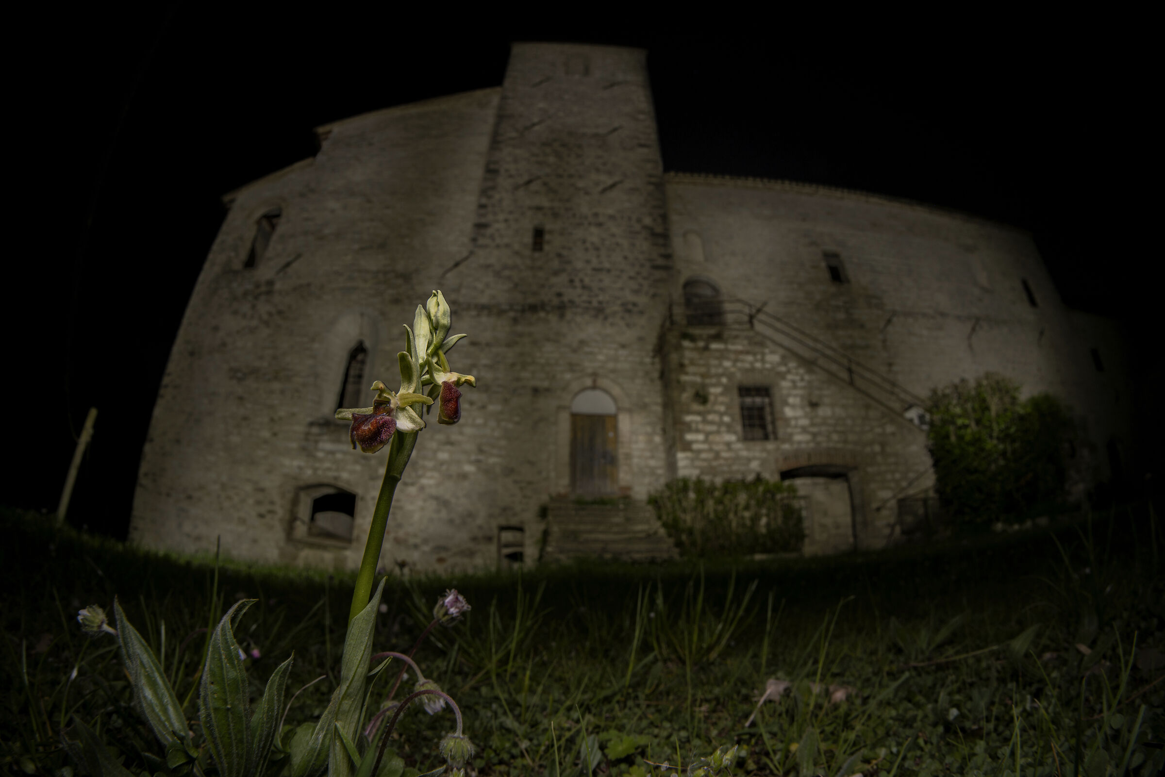 Ophrys sphegodes con Abbazia di Sant'Emiliano