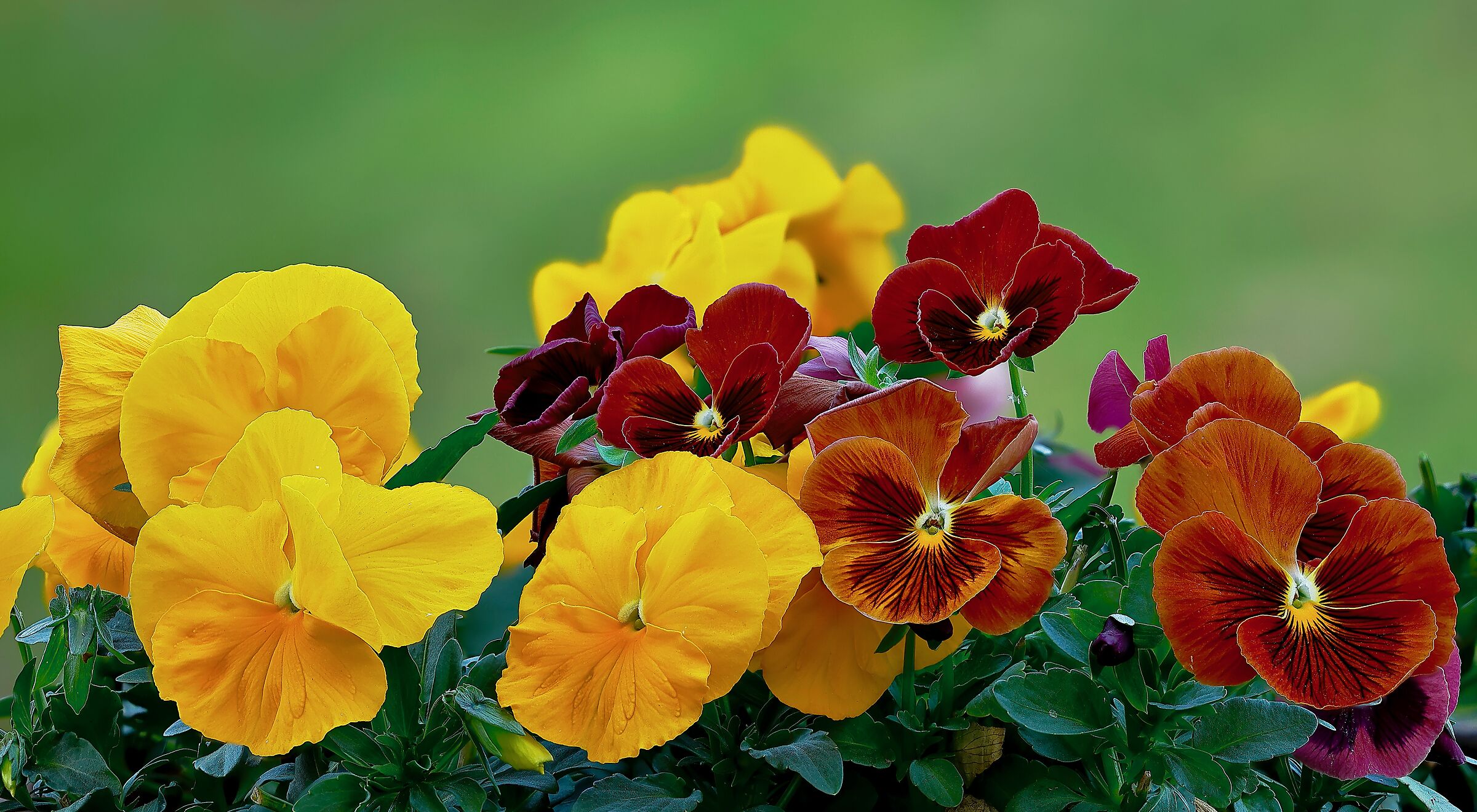 The bright colors of the pans