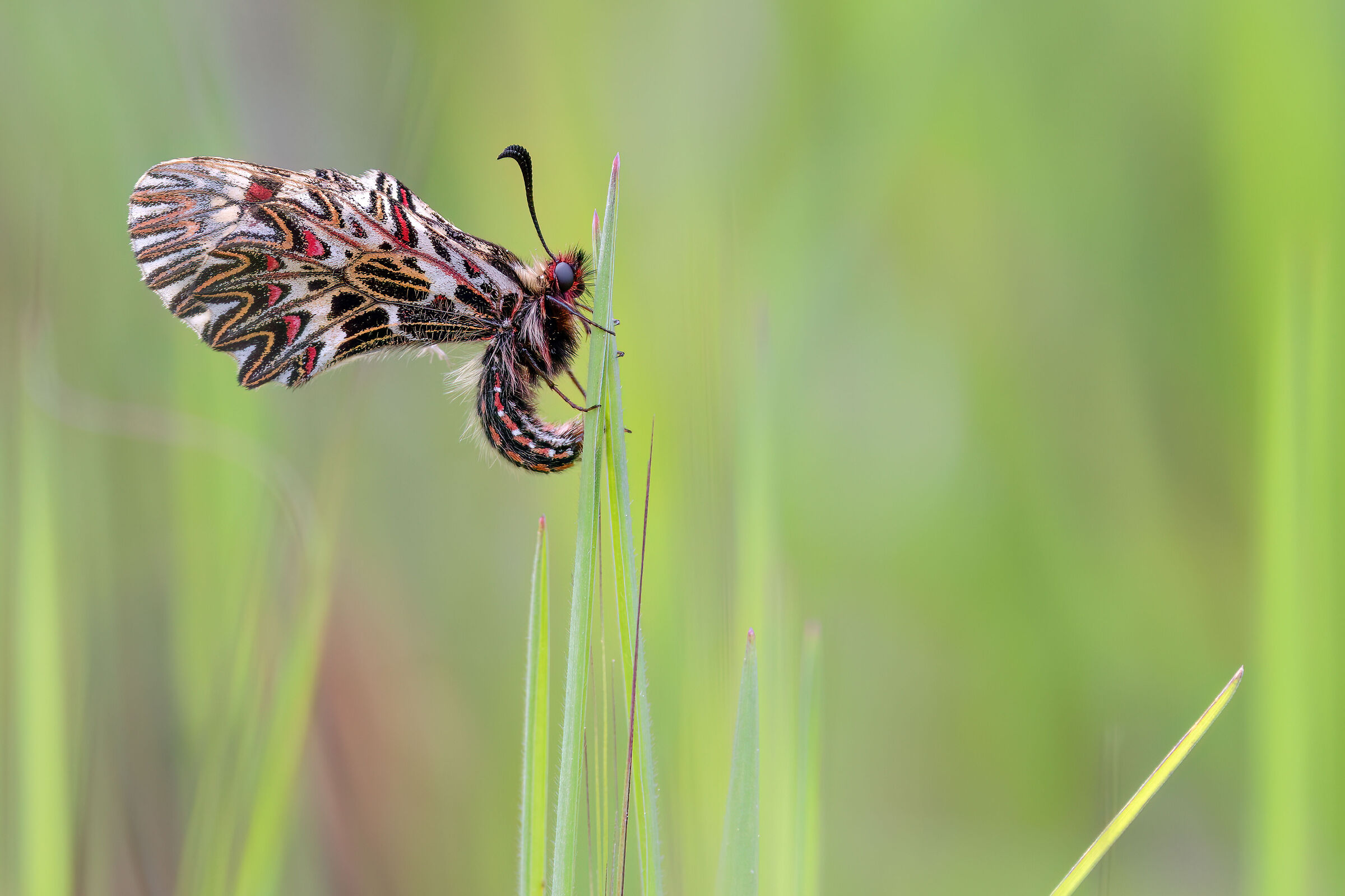 Zerynthia cassandra (Tuscany - April 2025)