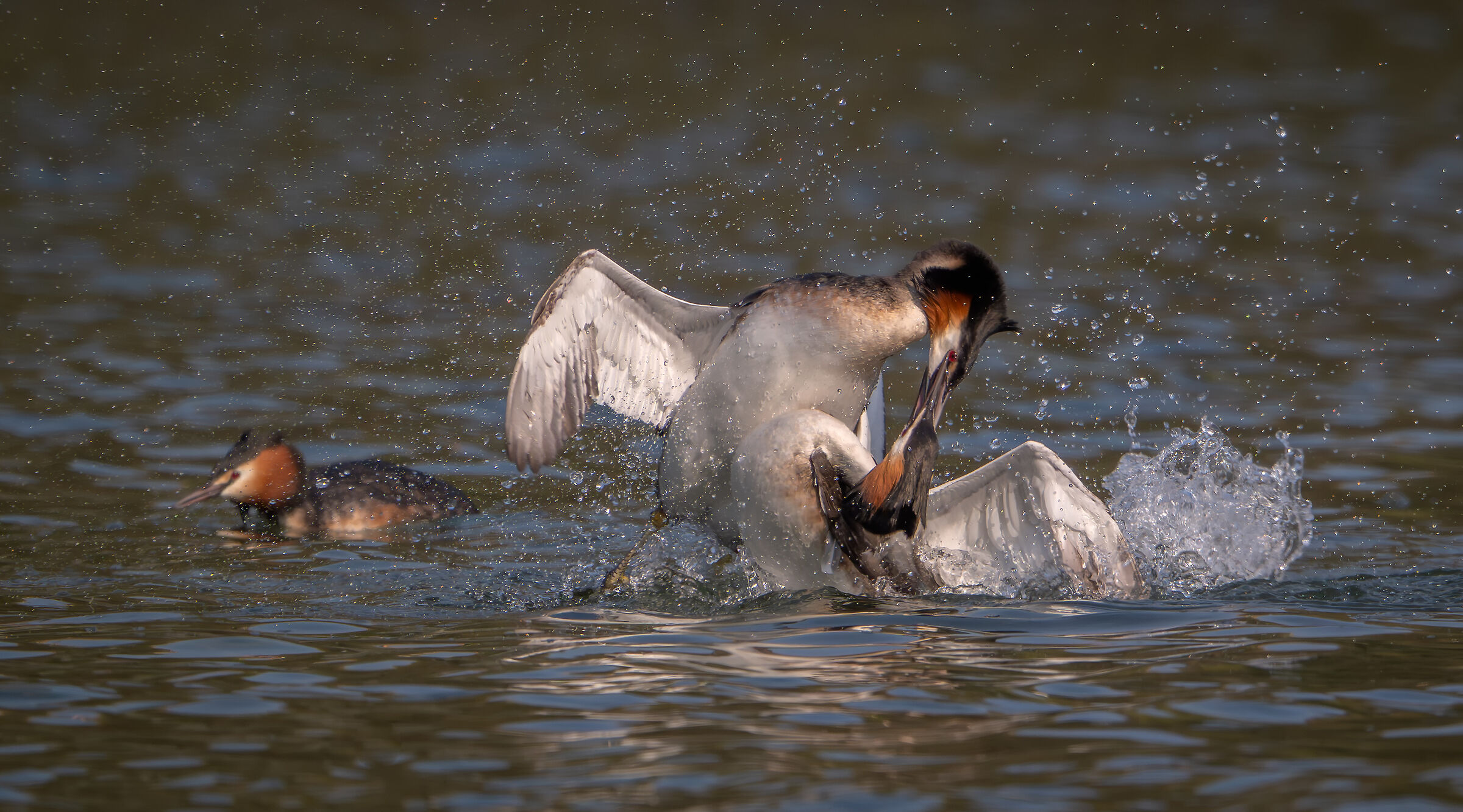 Grebes in battle