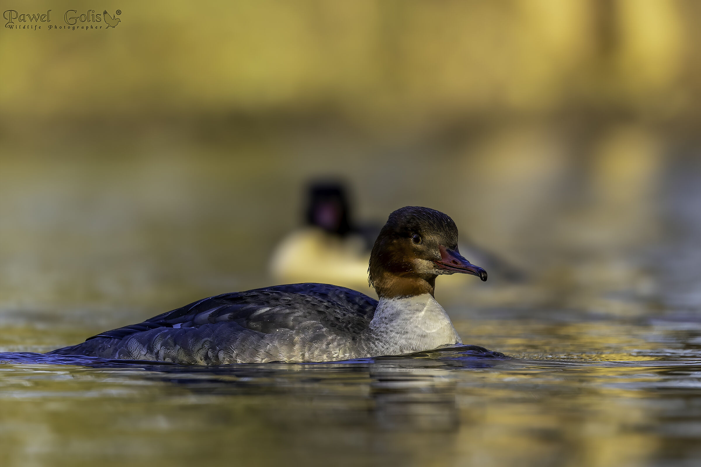 Mergus merganser (Common Merganser)