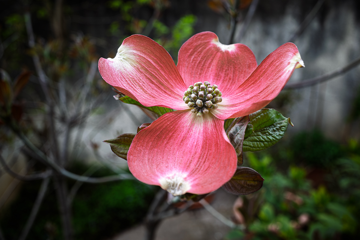 Cornus Florida Rubra