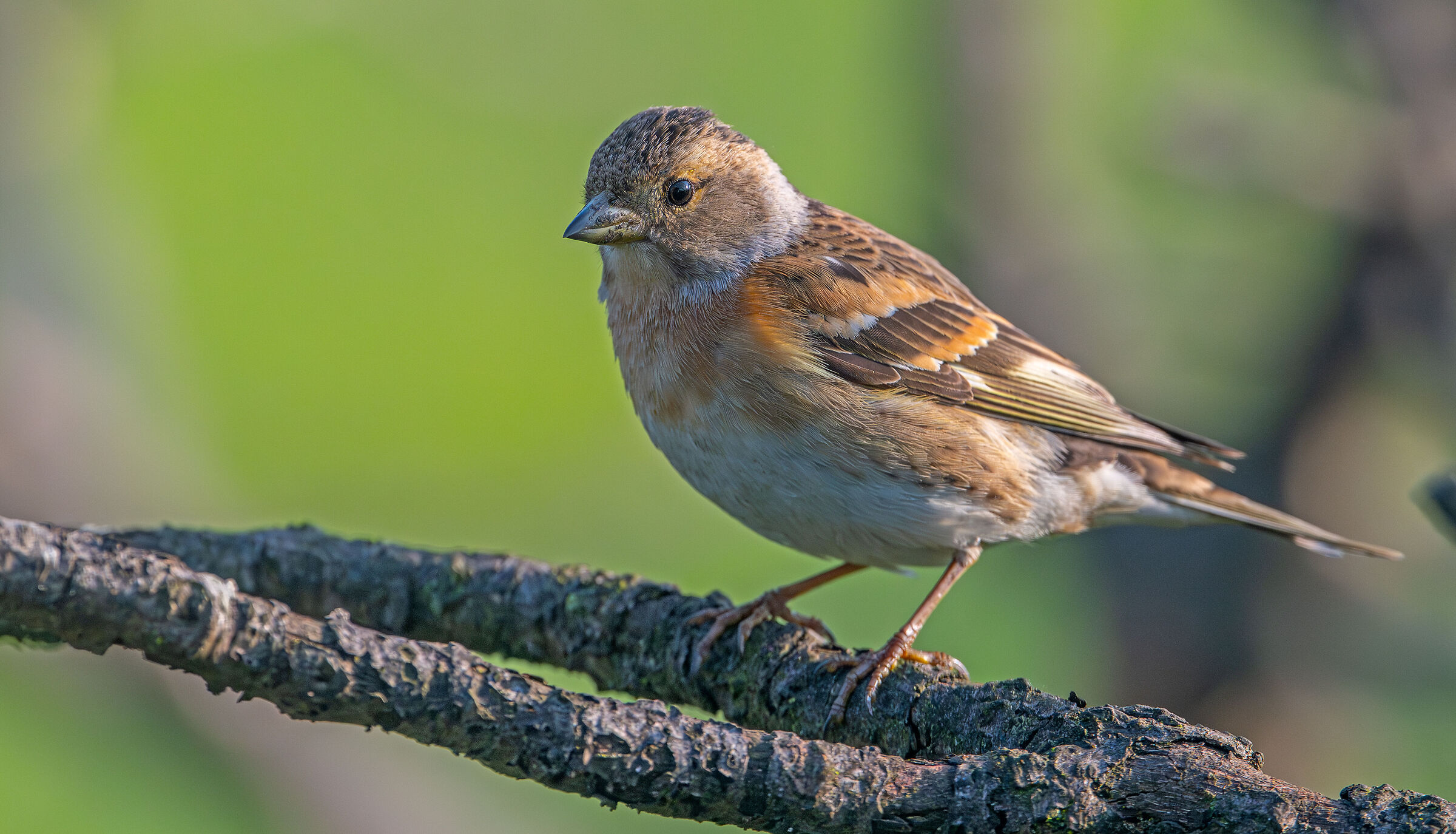 Peppola #capannocora
