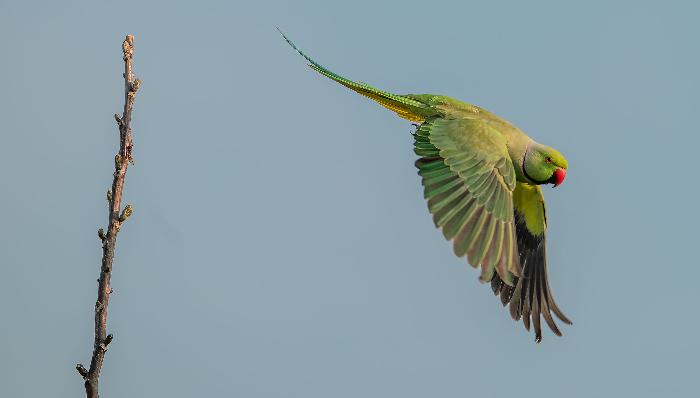 Parakeet