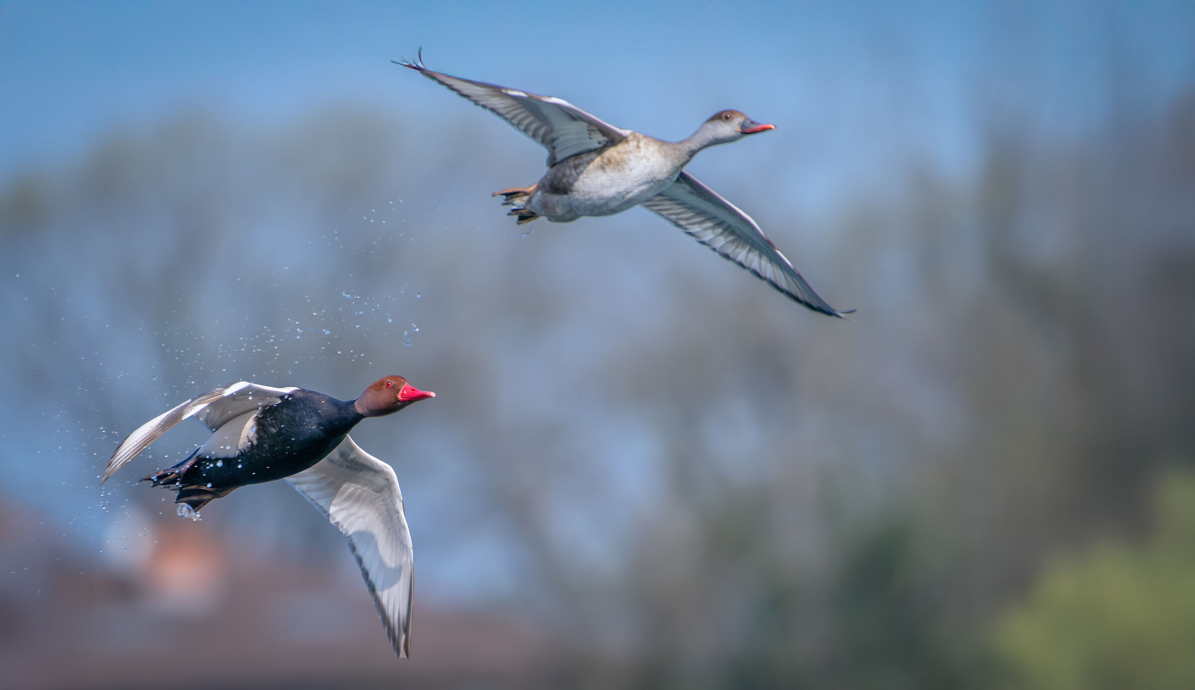 Red-crested pochard