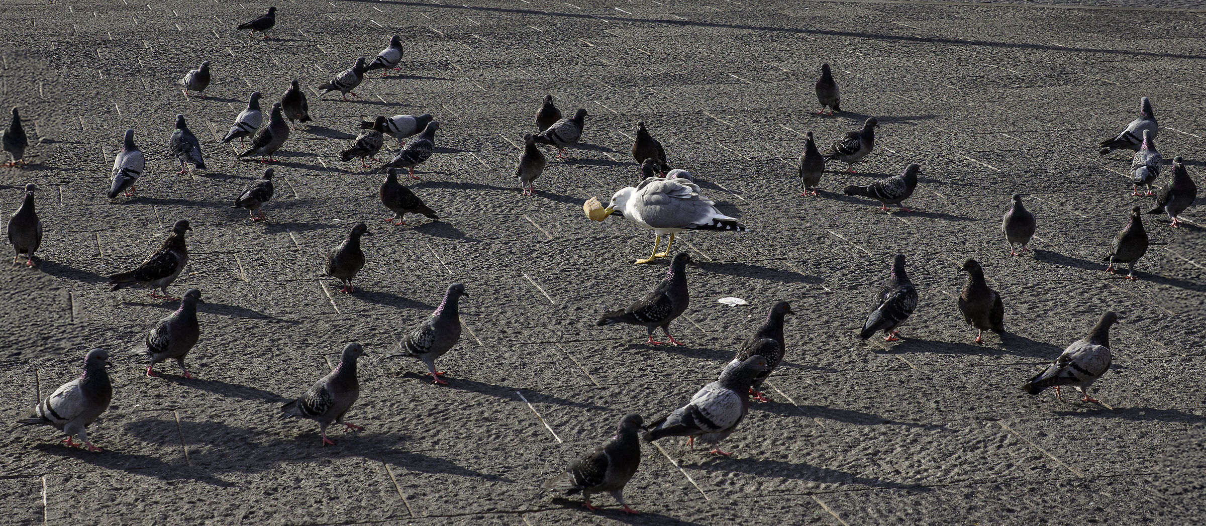 the law of the strongest...