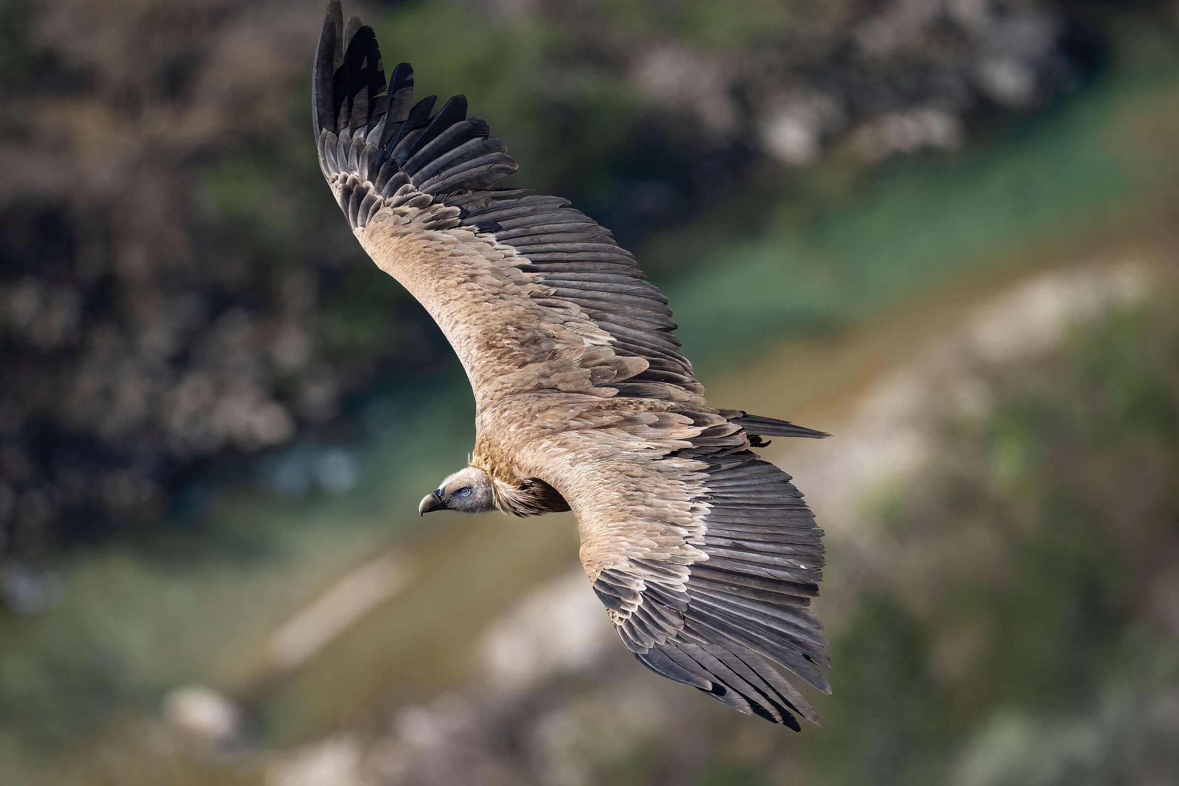 Griffin - Barronies Provencal