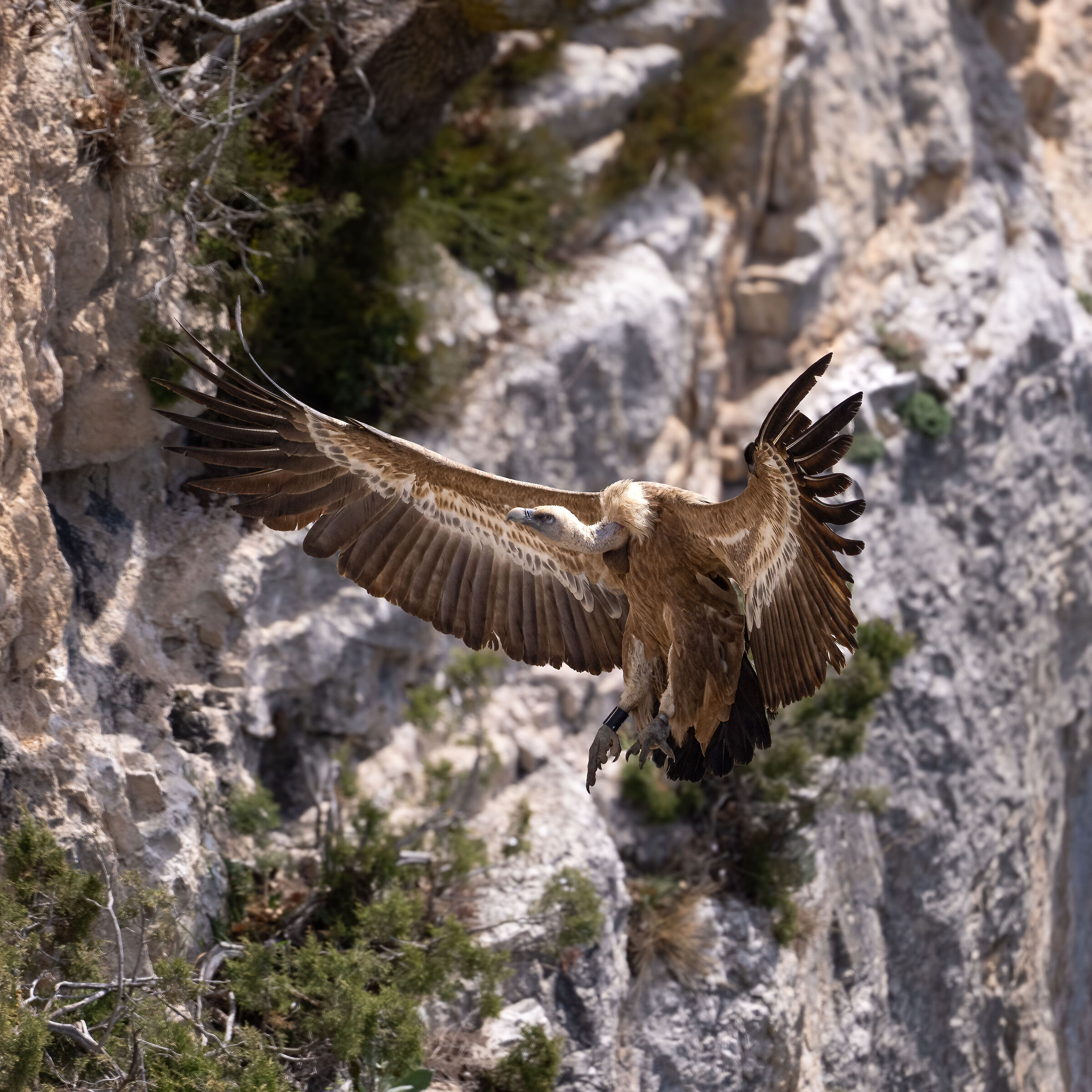 Griffin - Barronies Provencal