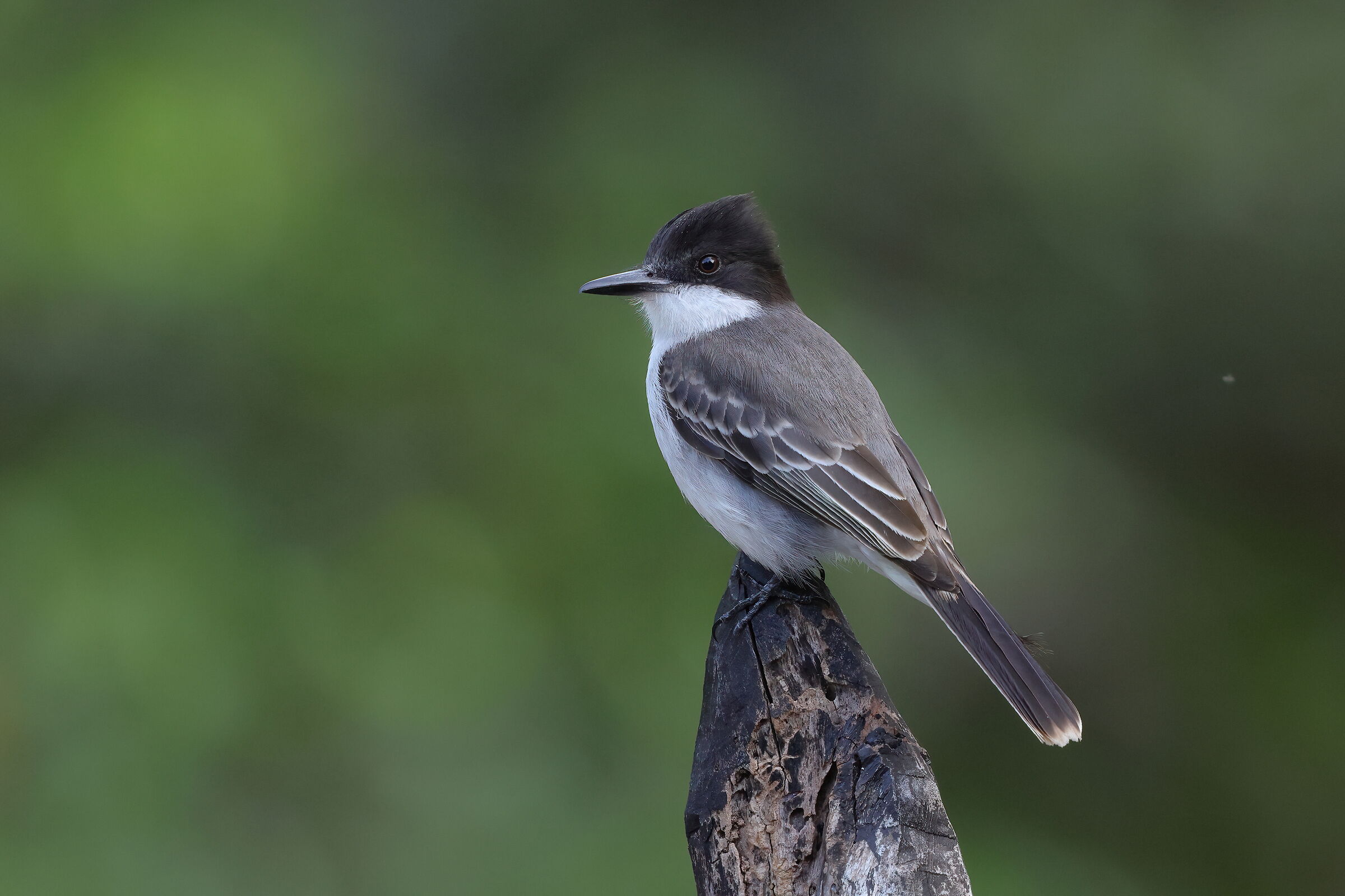 King of tyrants stolid