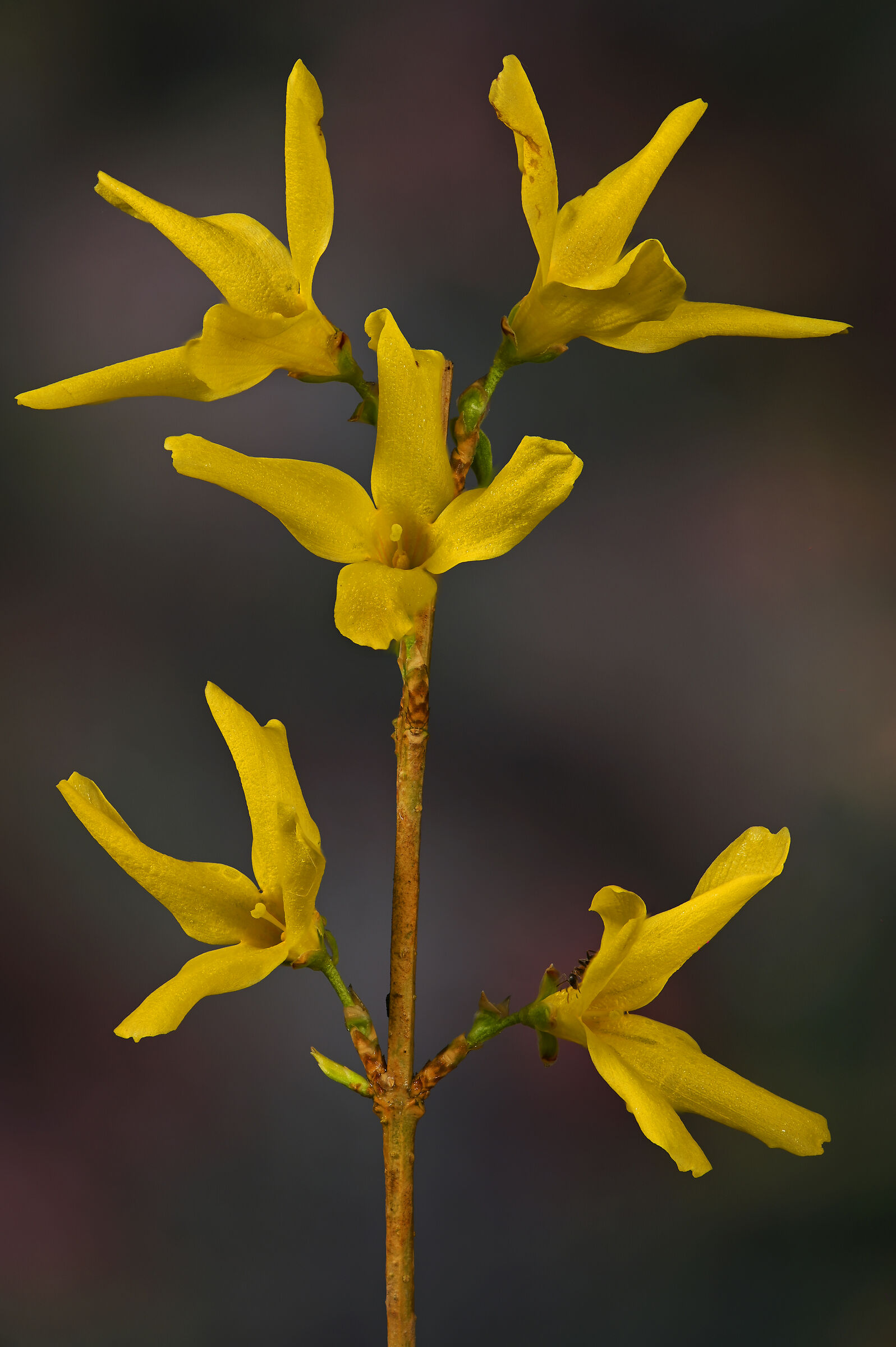 Forsythia